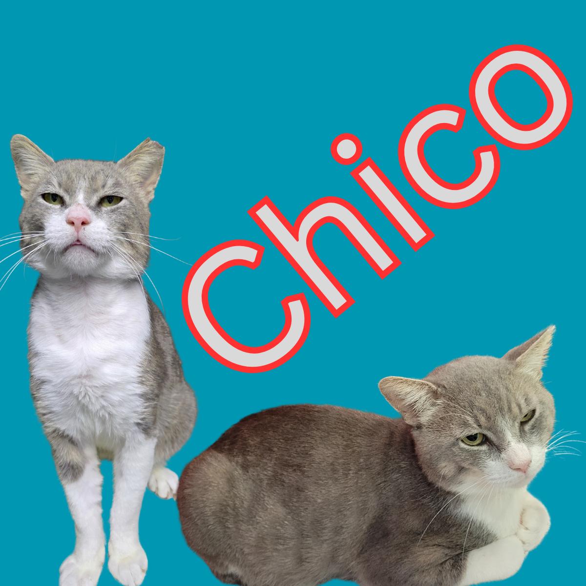 Enlarge Chico, a Adoptable Domestic Short Hair in South Padre Island, TX image 1/1
