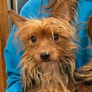 Yorkie-Female, adopted, Adult Female Yorkshire Terrier.