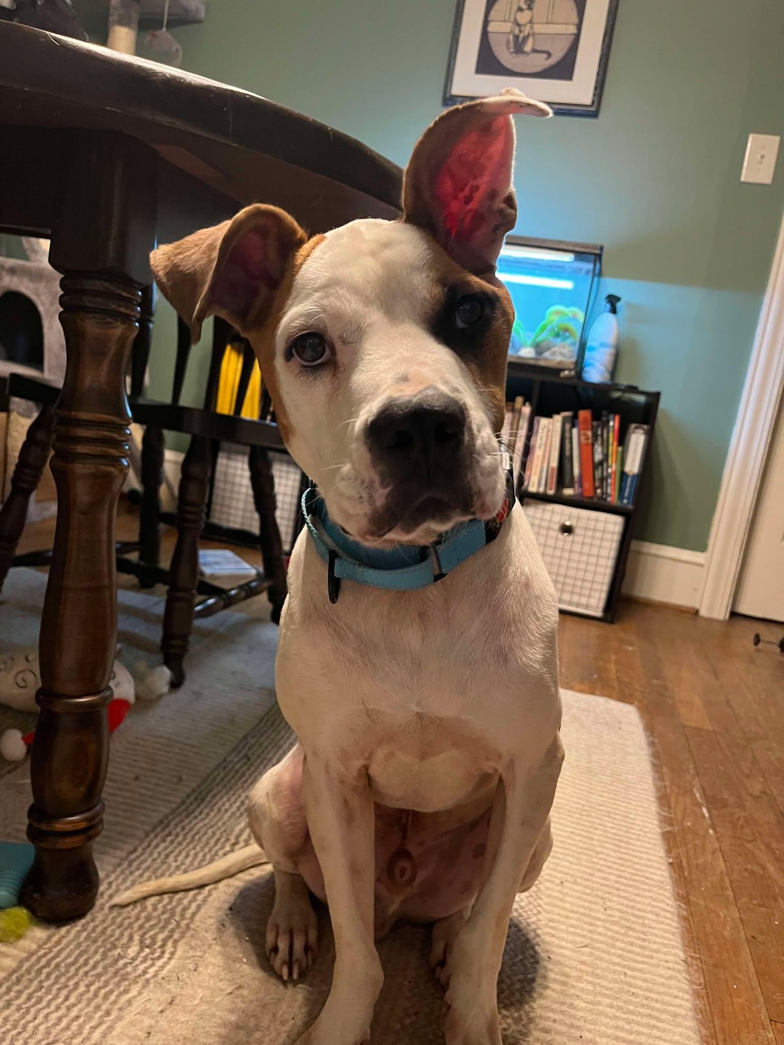 Enlarge Jace, a Adoptable mixed breed in Fayetteville, NC image 3/6