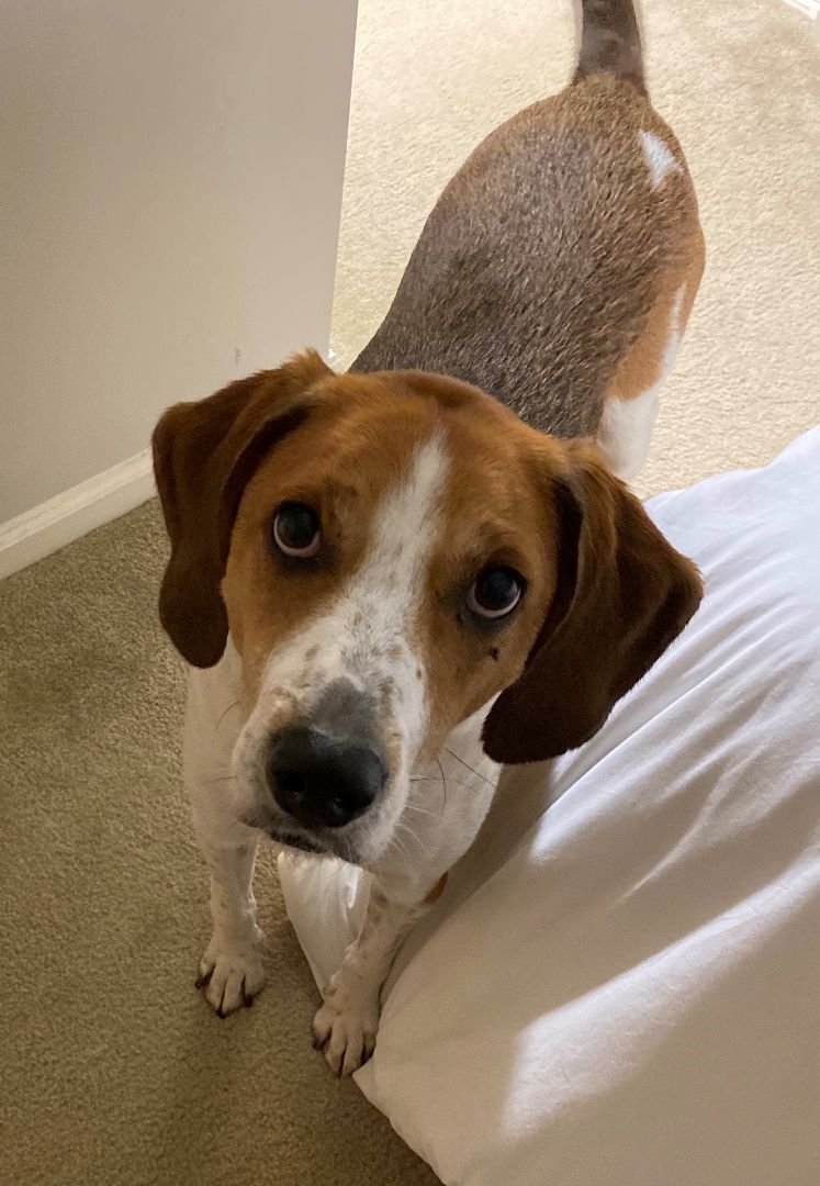 Enlarge Cooper, a Adoptable Foxhound in Pompton Plains, NJ image 1/12