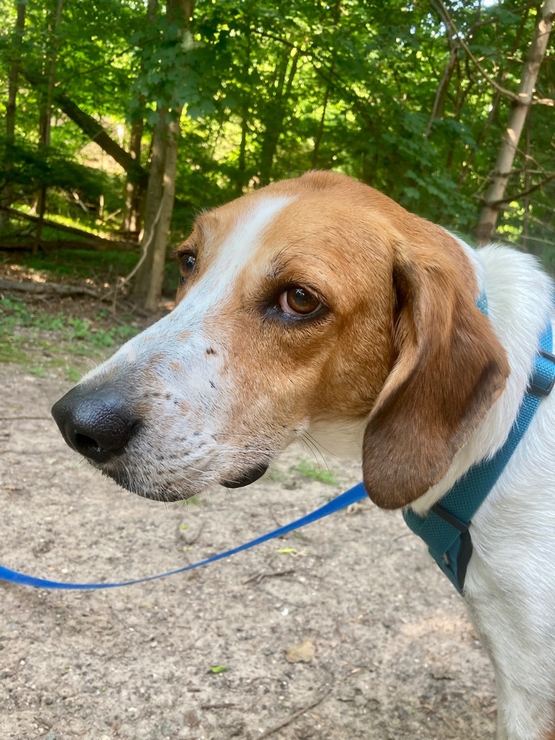 Enlarge Cooper, a Adoptable Foxhound in Pompton Plains, NJ image 2/12