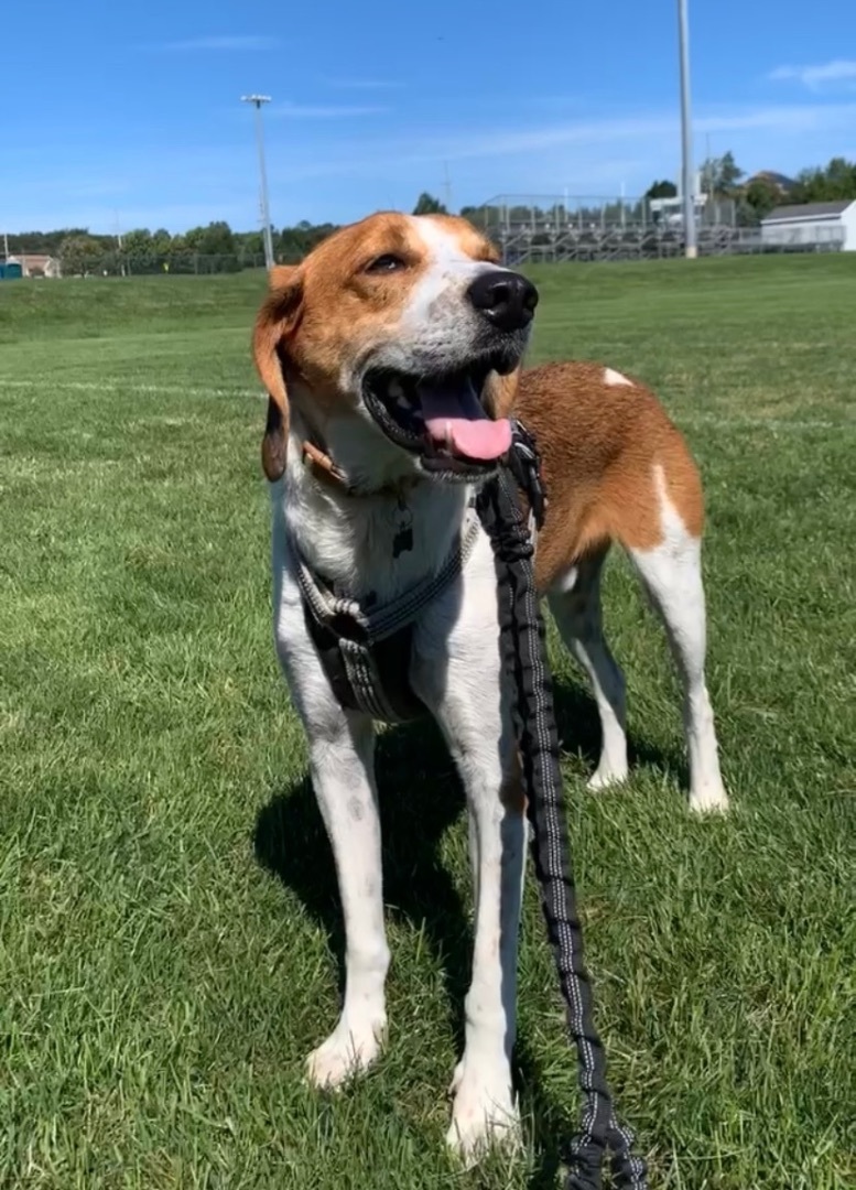 Enlarge Cooper, a Adoptable Foxhound in Pompton Plains, NJ image 3/12