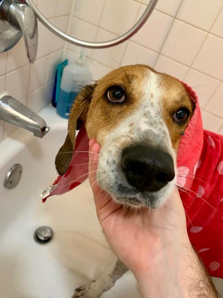 Enlarge Cooper, a Adoptable Foxhound in Pompton Plains, NJ image 4/12