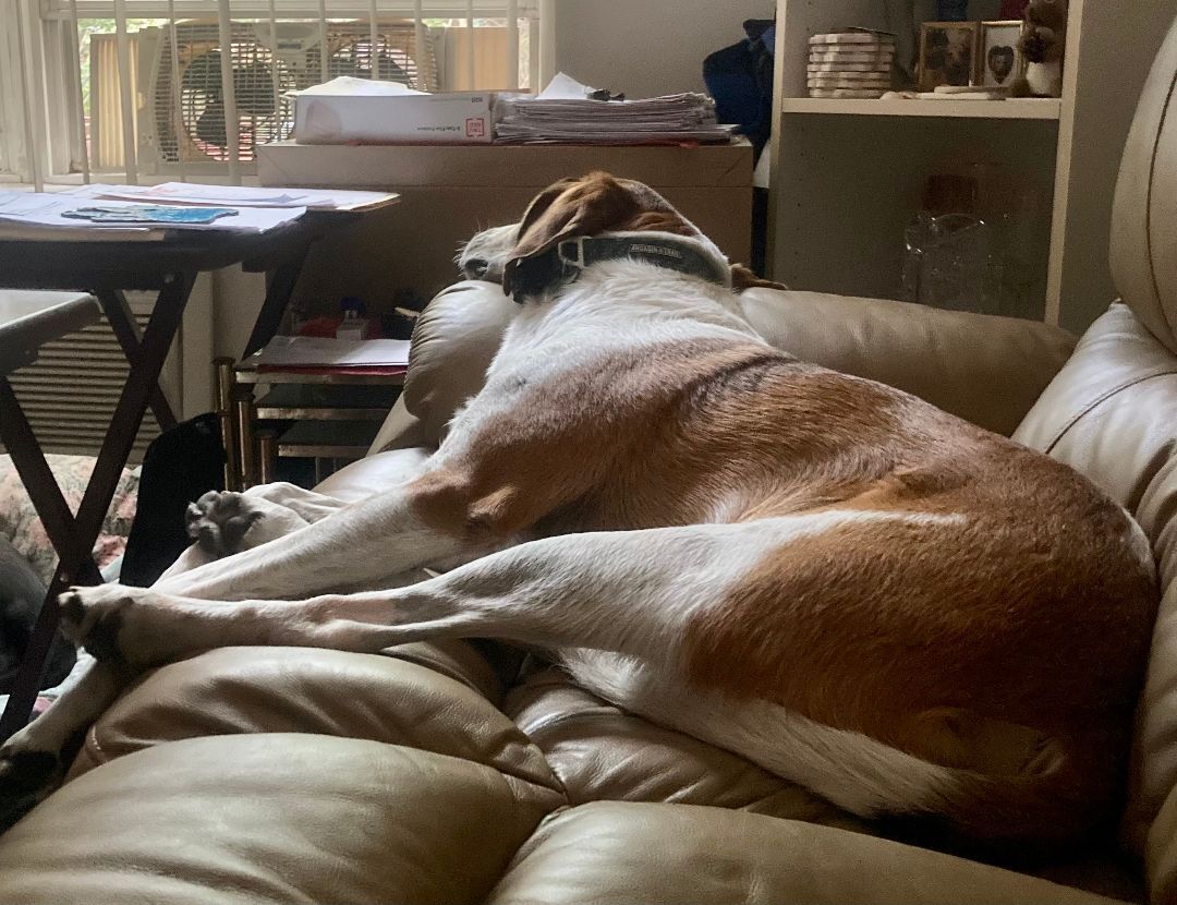 Enlarge Cooper, a Adoptable Foxhound in Pompton Plains, NJ image 5/12