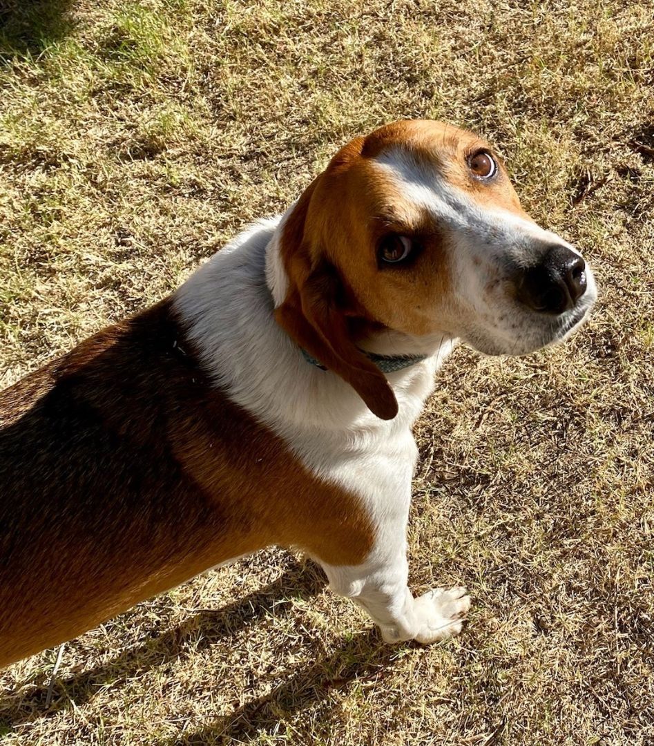 Enlarge Cooper, a Adoptable Foxhound in Pompton Plains, NJ image 6/12
