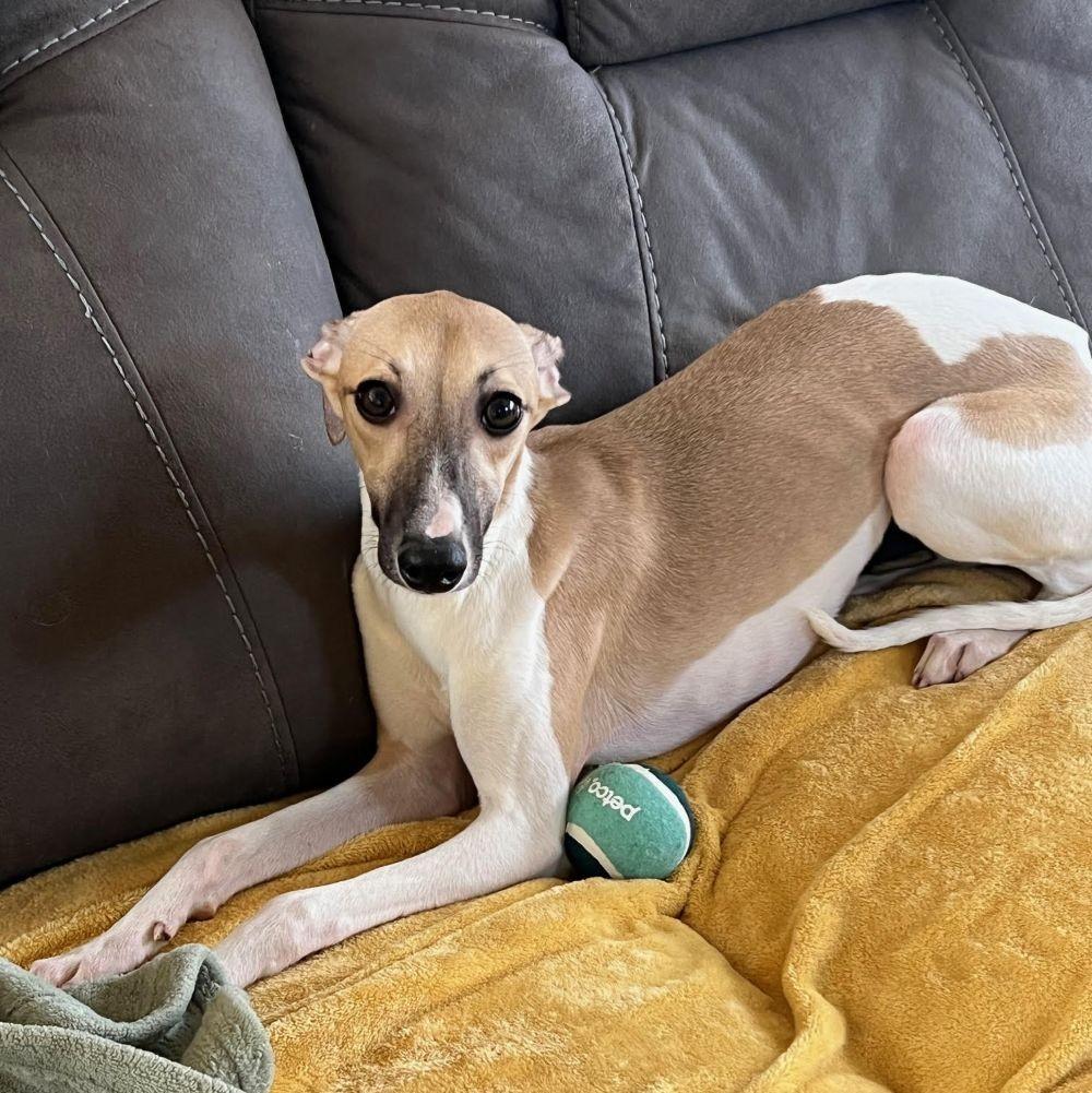 Enlarge Mia, an adopted mixed breed in Barrington, IL image 2/4