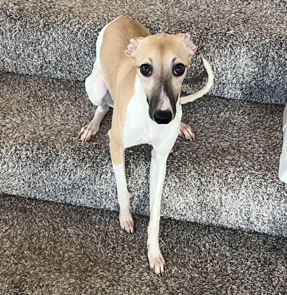 Enlarge Mia, an adopted mixed breed in Barrington, IL image 4/4