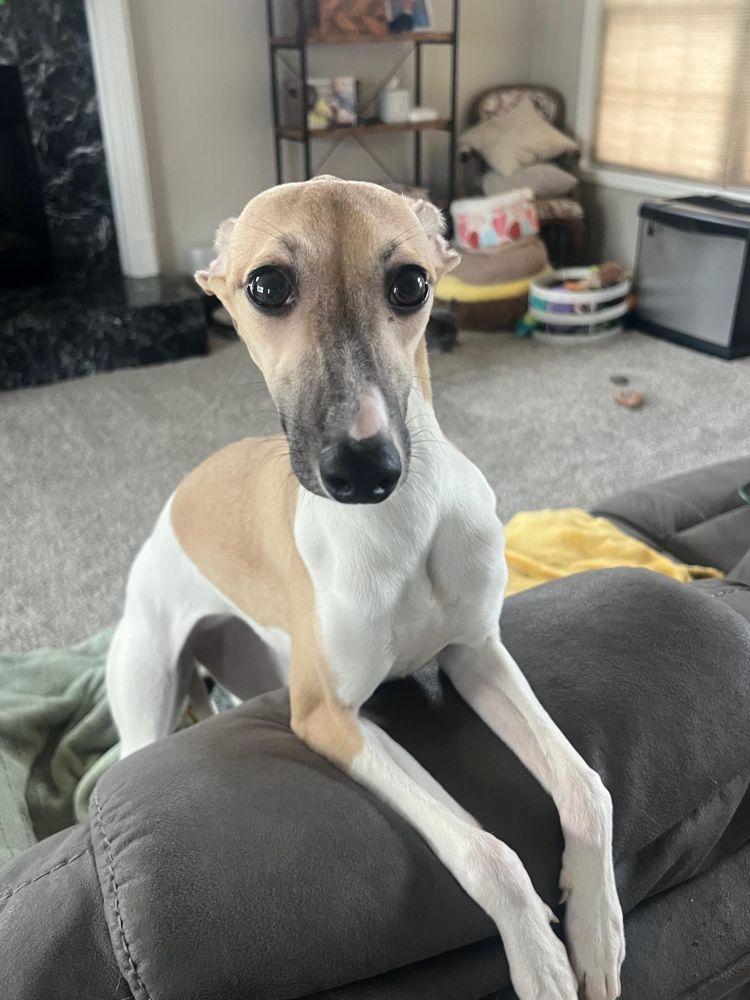 Enlarge Mia, an adopted mixed breed in Barrington, IL image 3/4