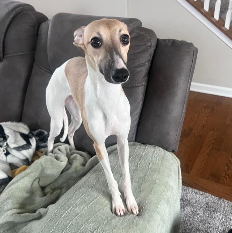 Enlarge Mia, an adopted mixed breed in Barrington, IL image 1/4