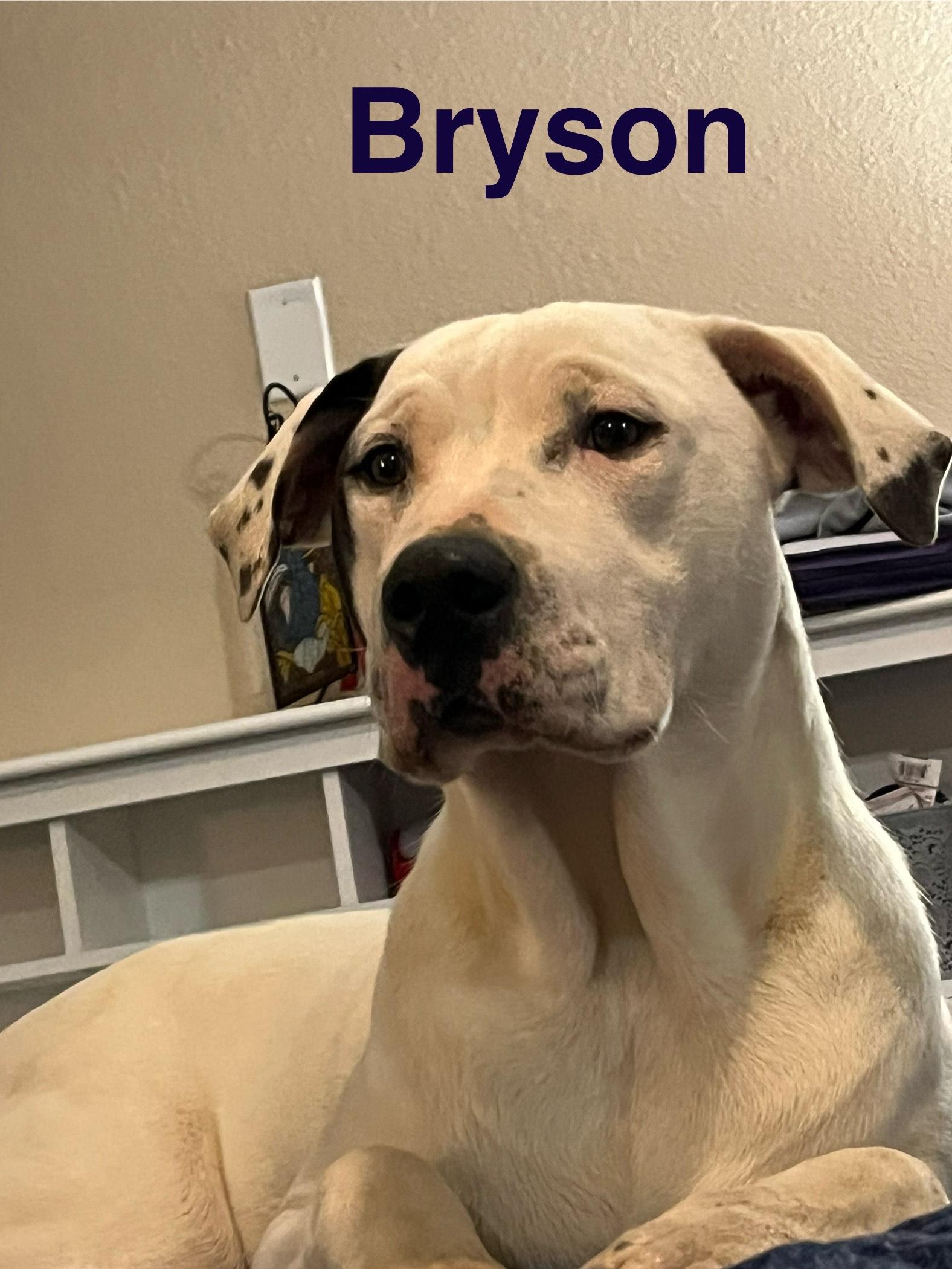 bryson, Adoptable, Young Male Pit Bull Terrier & Mixed Breed.