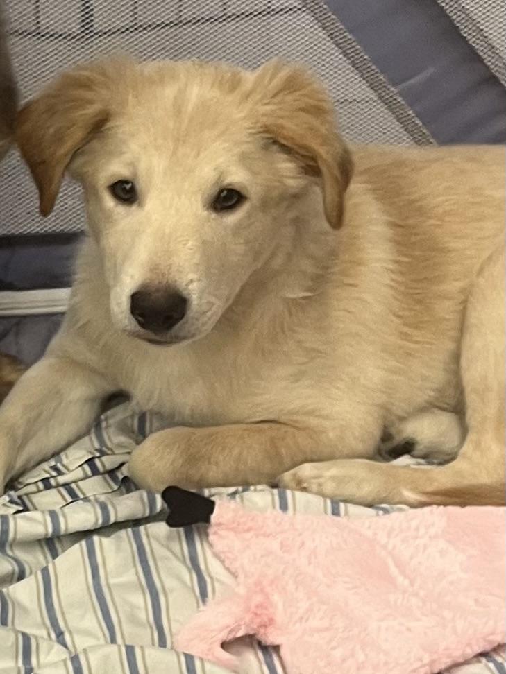 Roscoe and Ranger, a Adoptable mixed breed in Tonopah, AZ image 1/3