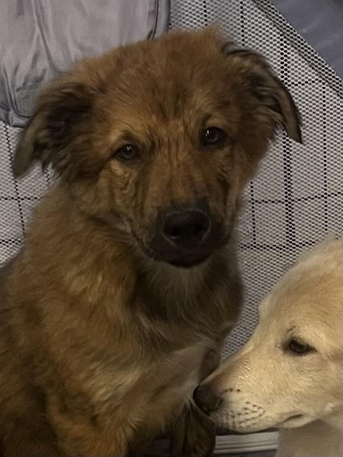 Roscoe and Ranger, a Adoptable mixed breed in Tonopah, AZ image 2/3