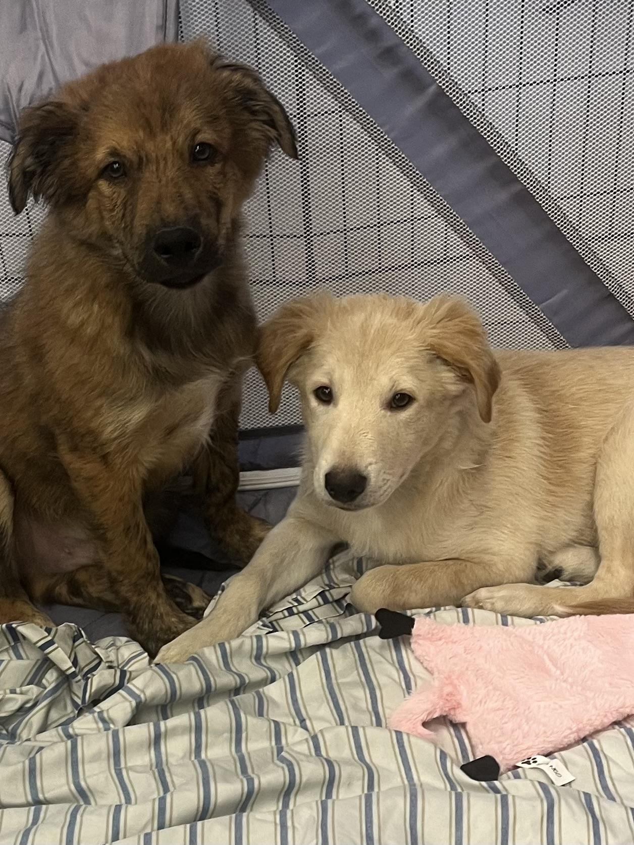 Roscoe and Ranger, a Adoptable mixed breed in Tonopah, AZ image 3/3