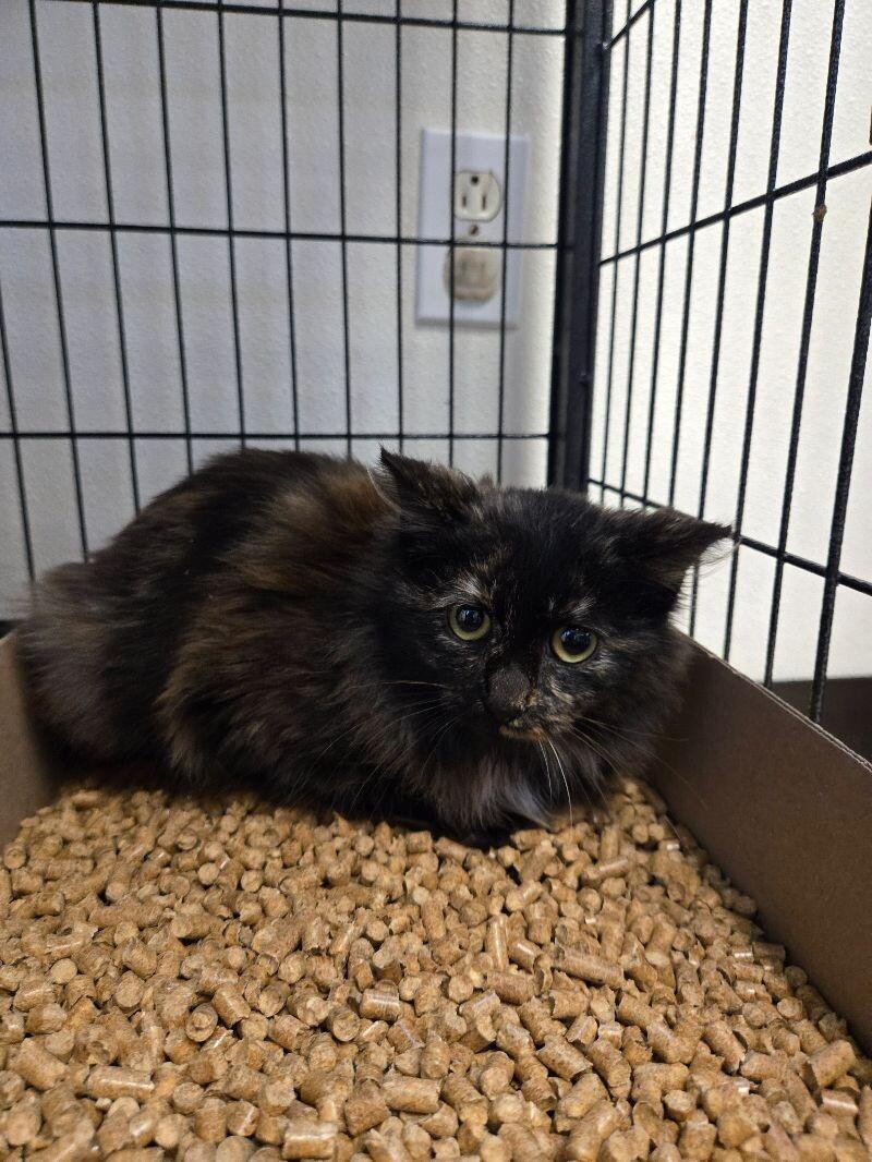 Enlarge Giselle, a Adoptable Domestic Long Hair in Jackson, TN image 1/2