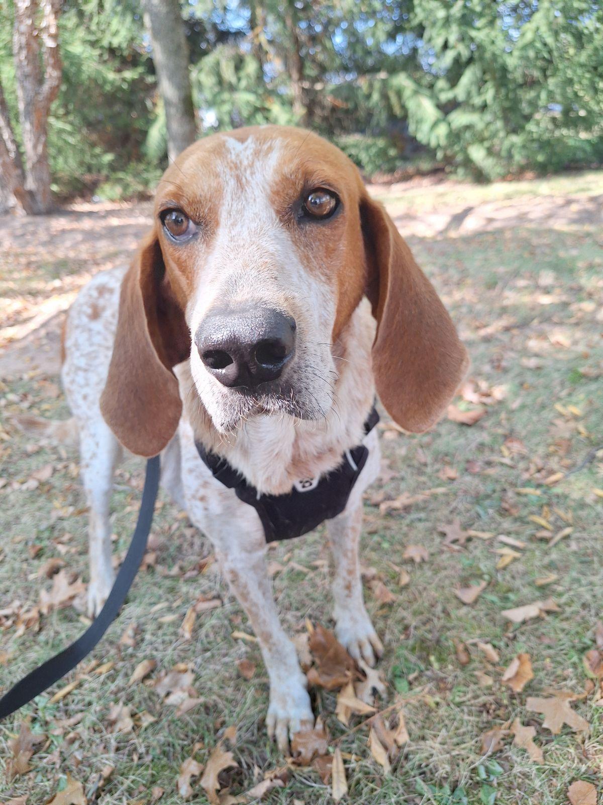 Ollie, Adoptable, Adult Male Hound.