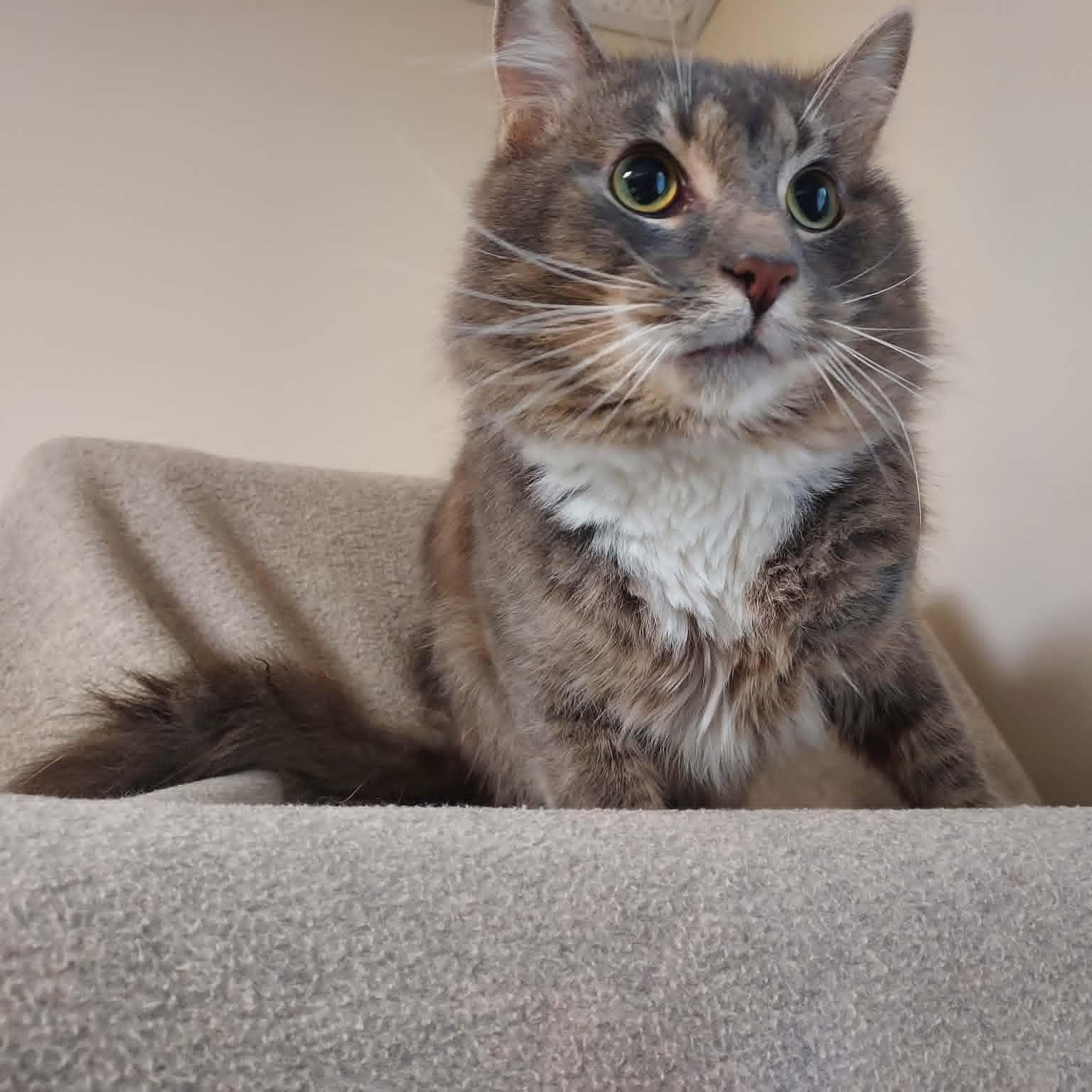 Enlarge Newman, a ADOPTABLE Domestic Medium Hair in Falls Creek, PA image 2/2