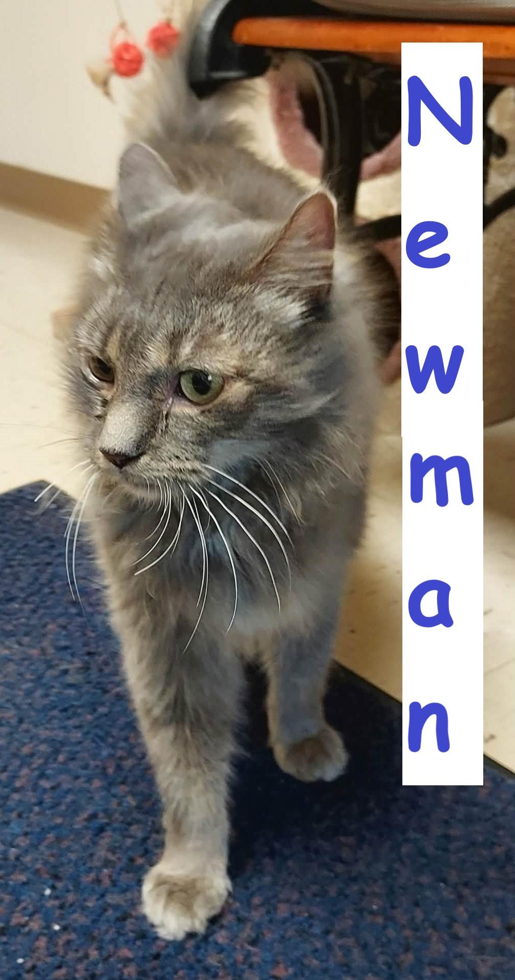 Enlarge Newman, a Adoptable Domestic Medium Hair in Falls Creek, PA image 1/4