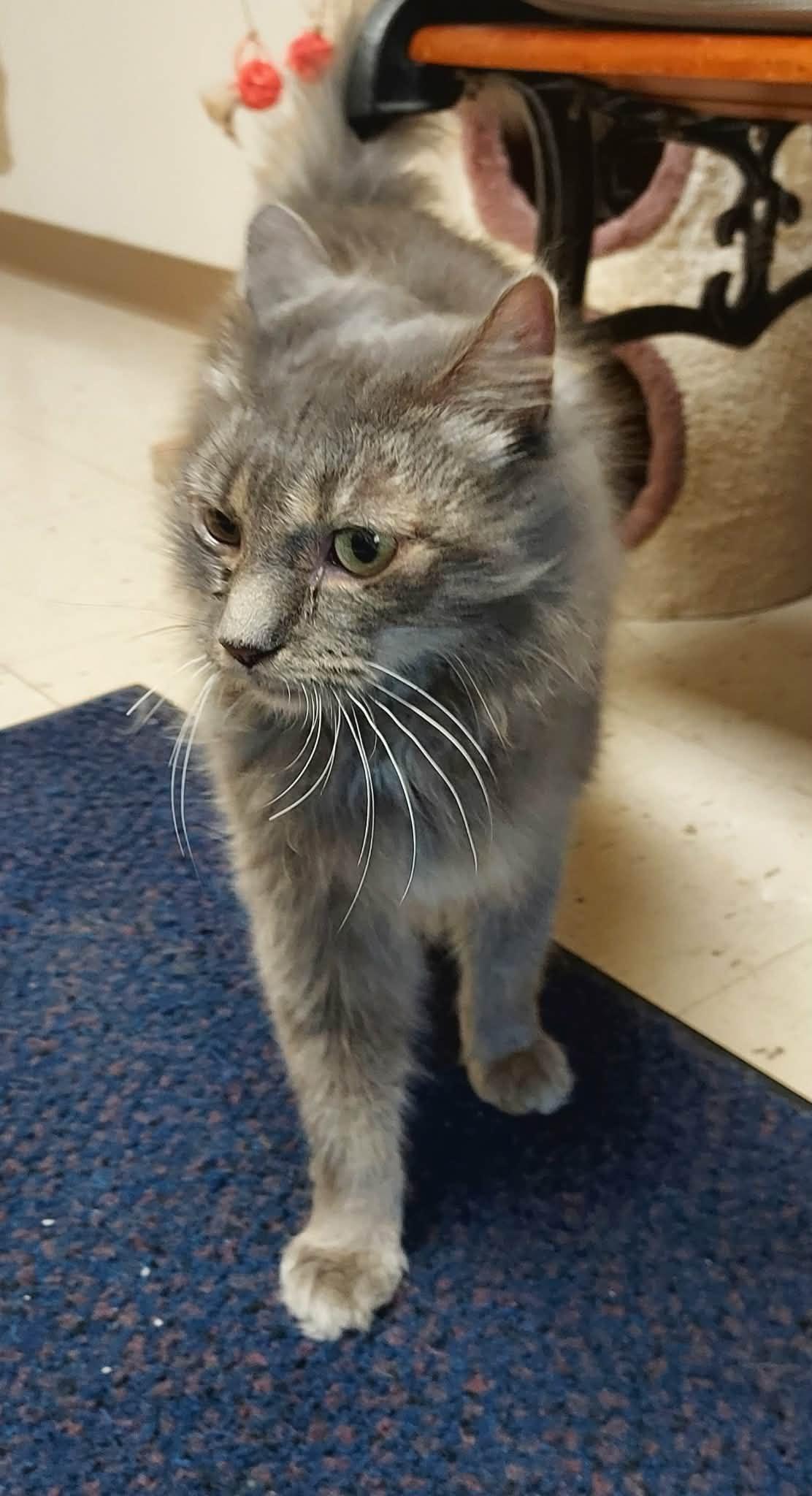 Enlarge Newman, a Adoptable Domestic Medium Hair in Falls Creek, PA image 4/4