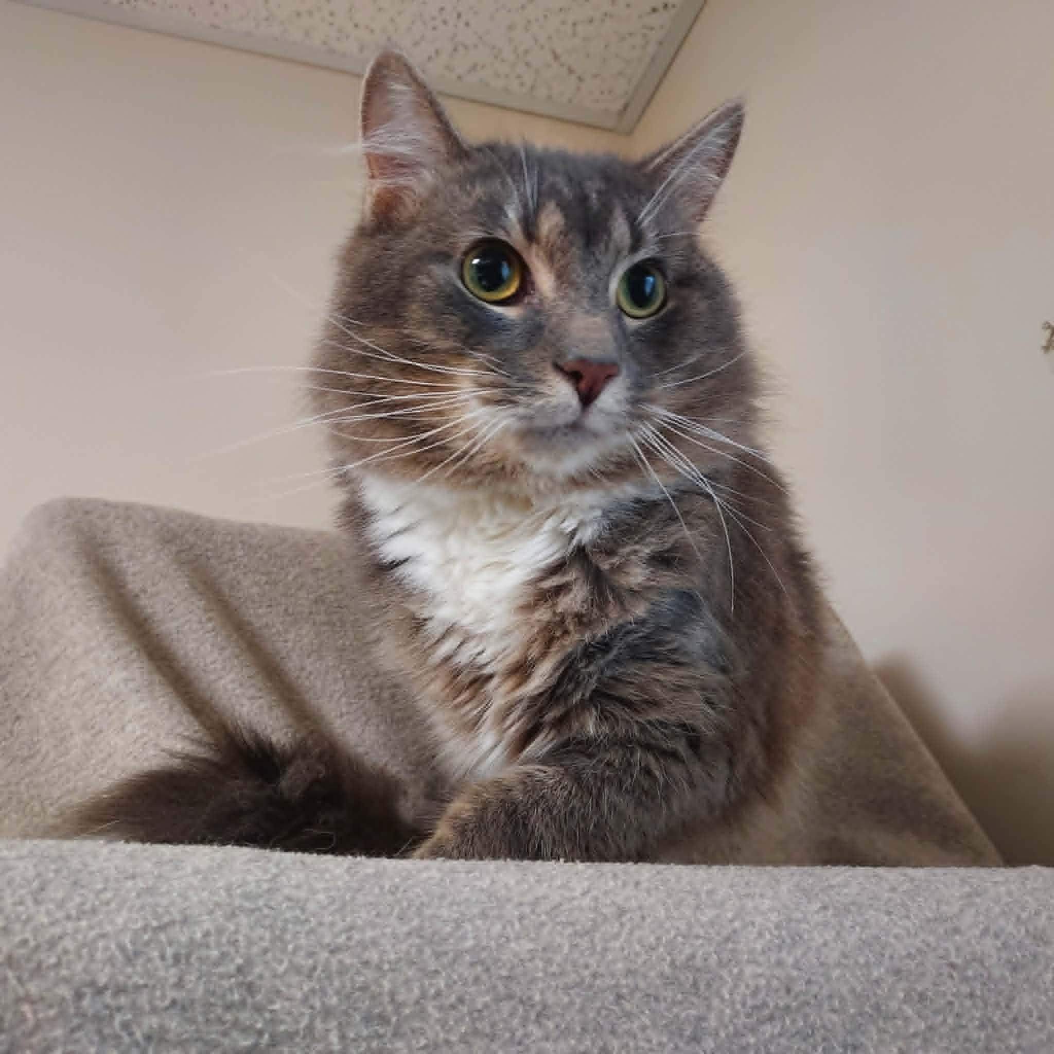 Enlarge Newman, a ADOPTABLE Domestic Medium Hair in Falls Creek, PA image 1/2