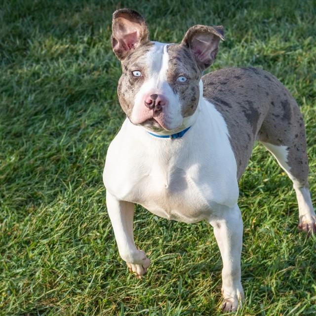 DAISY, Adoptable, Young Female Catahoula Leopard Dog & Pit Bull Terrier.