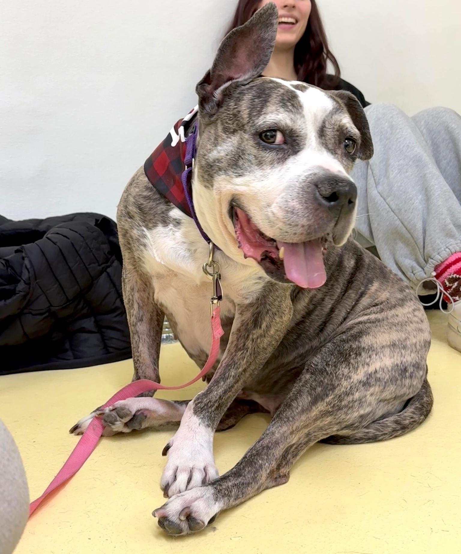 Zoe, Adoptable, Senior Female Bulldog & Boston Terrier.