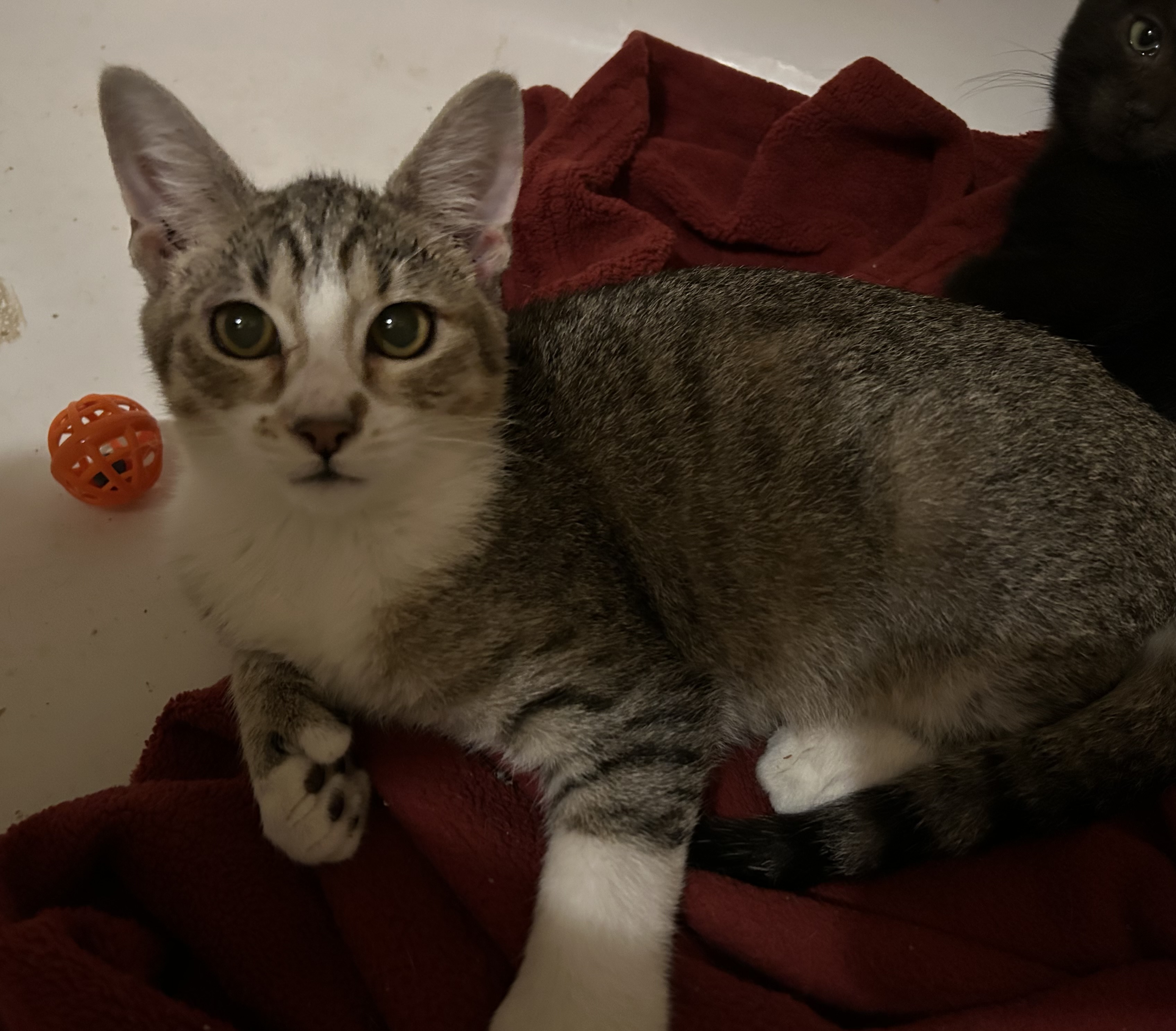 Oolong, adoptable, Young Male Extra-Toes Cat / Hemingway Polydactyl.