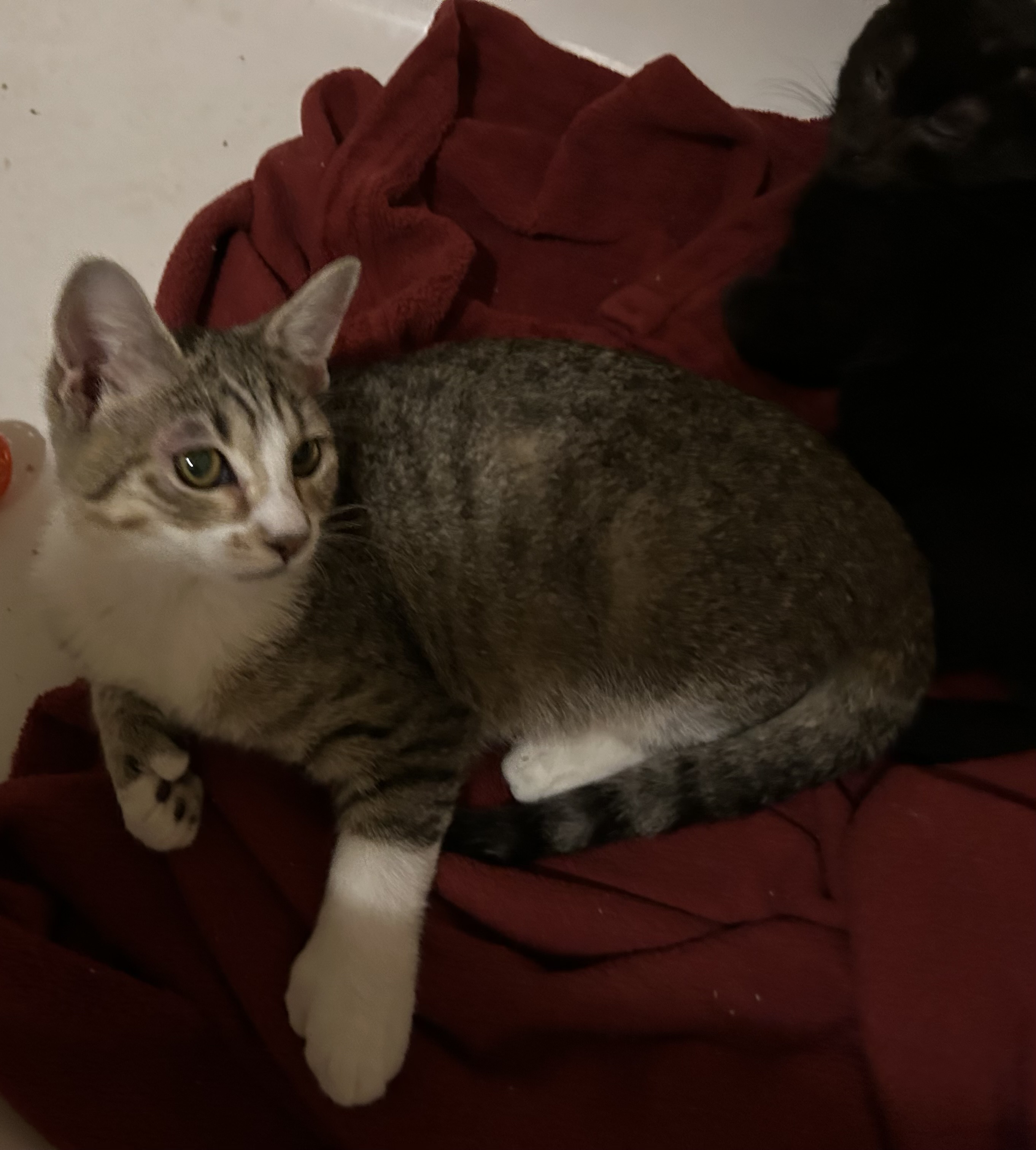 Enlarge Oolong, an adoptable Extra-Toes Cat / Hemingway Polydactyl in Clearwater, FL image 2/2