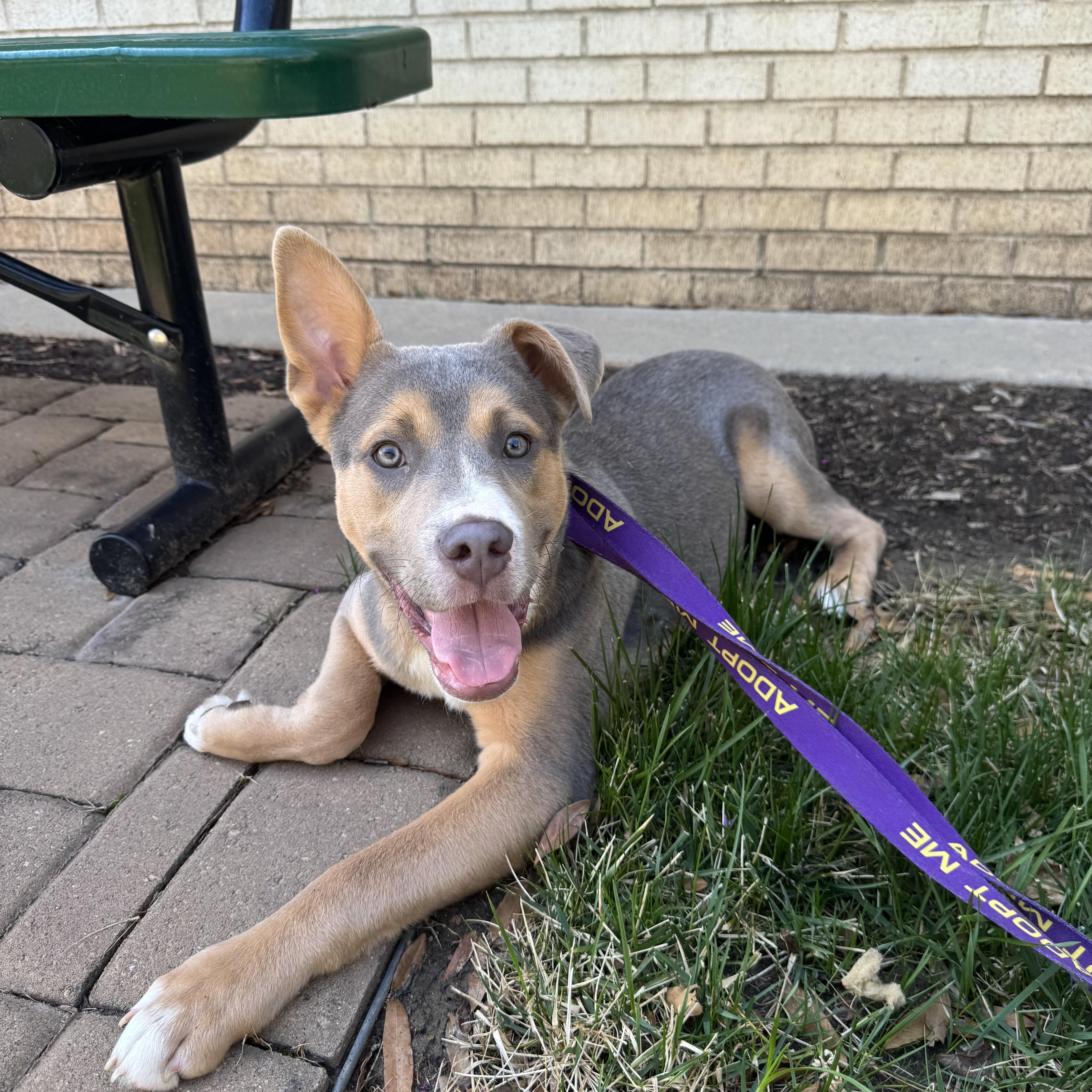 Enlarge Cosmo, a ADOPTABLE mixed breed in Kannapolis, NC image 2/5