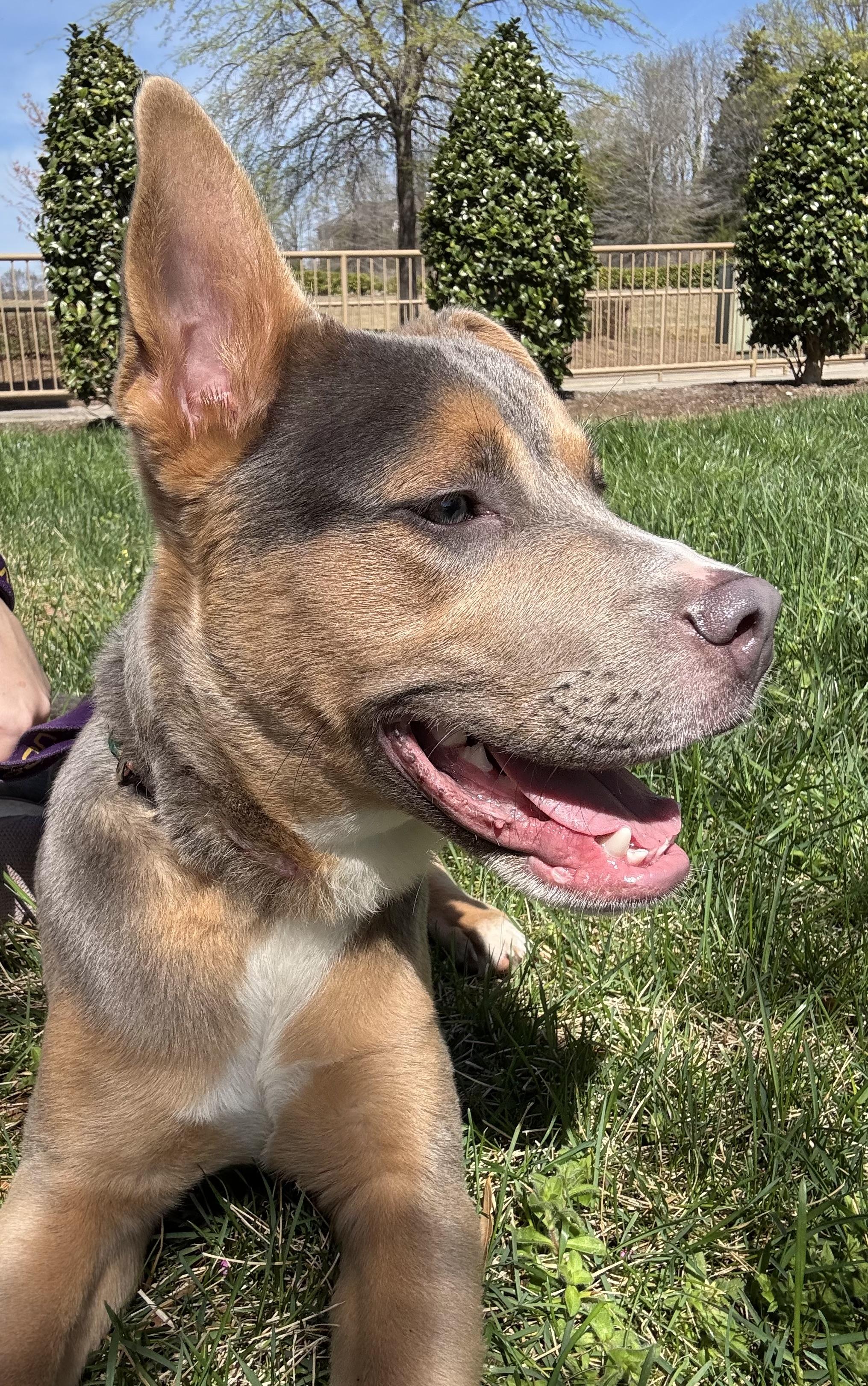 Enlarge Cosmo, a ADOPTABLE mixed breed in Kannapolis, NC image 4/5
