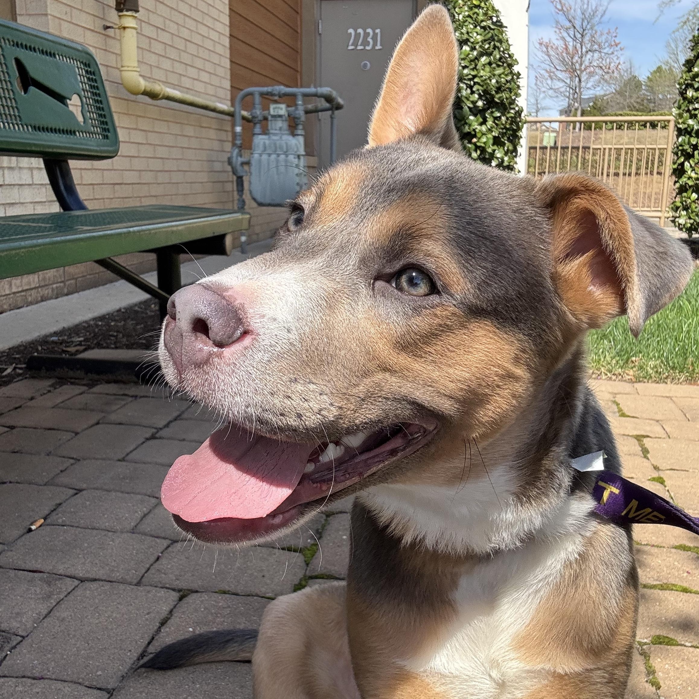 Cosmo, ADOPTABLE, Puppy Male Husky & Pit Bull Terrier.