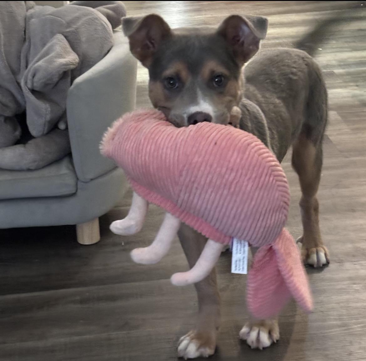 Enlarge Cosmo, a ADOPTABLE mixed breed in Kannapolis, NC image 3/5