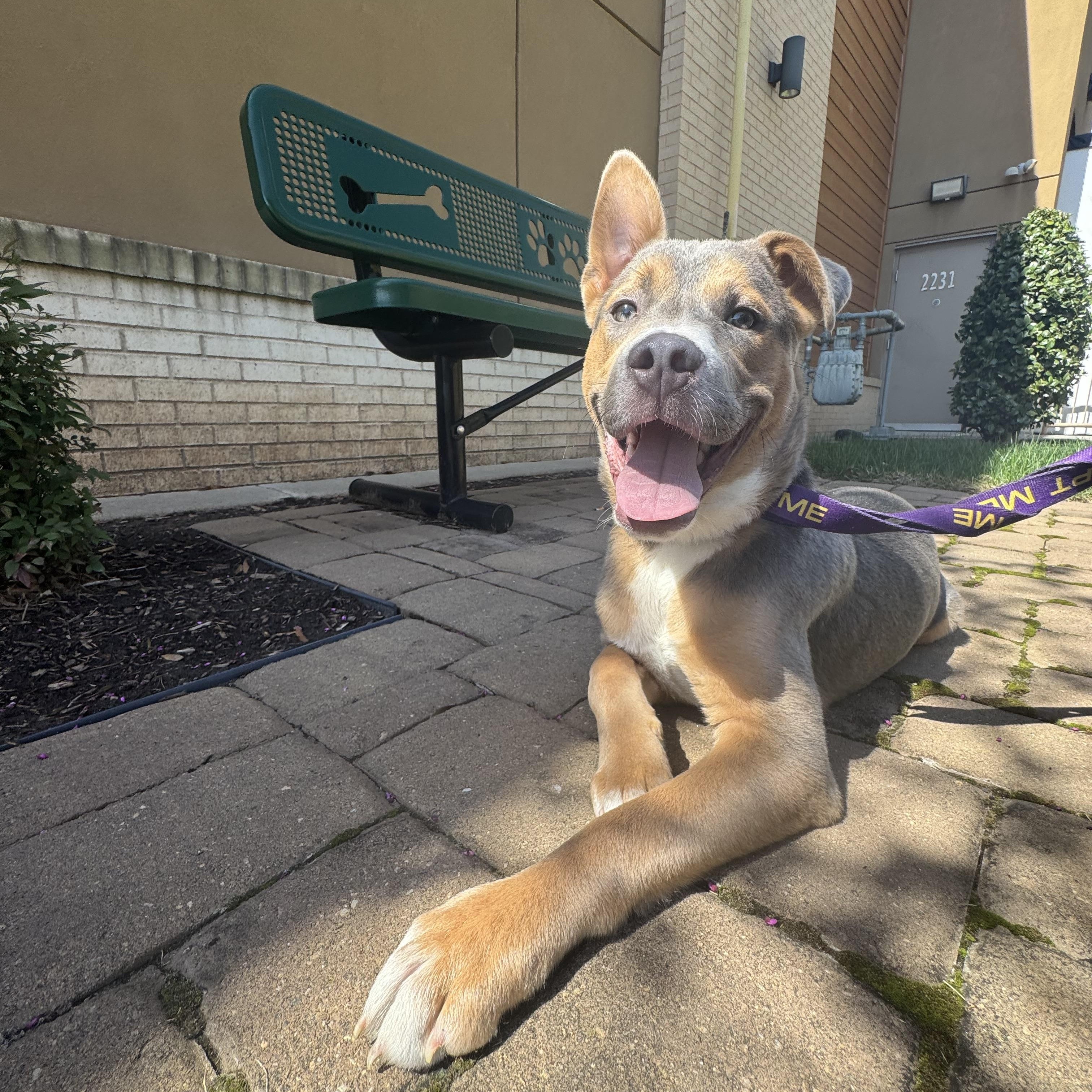 Enlarge Cosmo, a ADOPTABLE mixed breed in Kannapolis, NC image 5/5