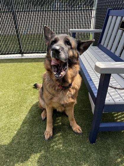 Enlarge Zora, a Adoptable mixed breed in Lafayette, IN image 1/2