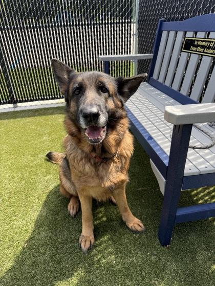 Enlarge Zora, a Adoptable mixed breed in Lafayette, IN image 2/2