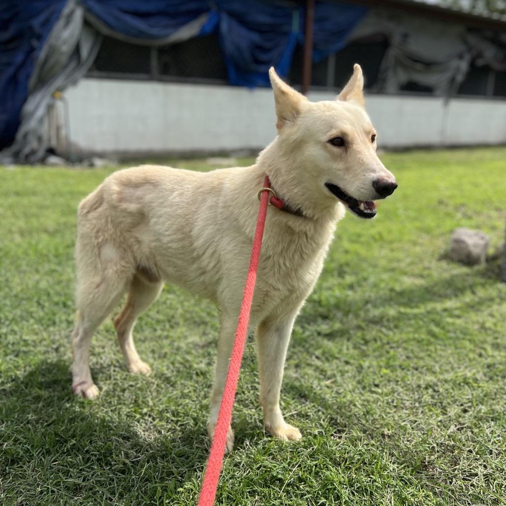 Yodi, Adoptable, Adult Male Husky.