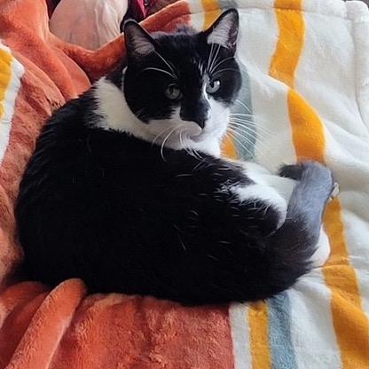 Socks, Adoptable, Senior Female Domestic Short Hair.
