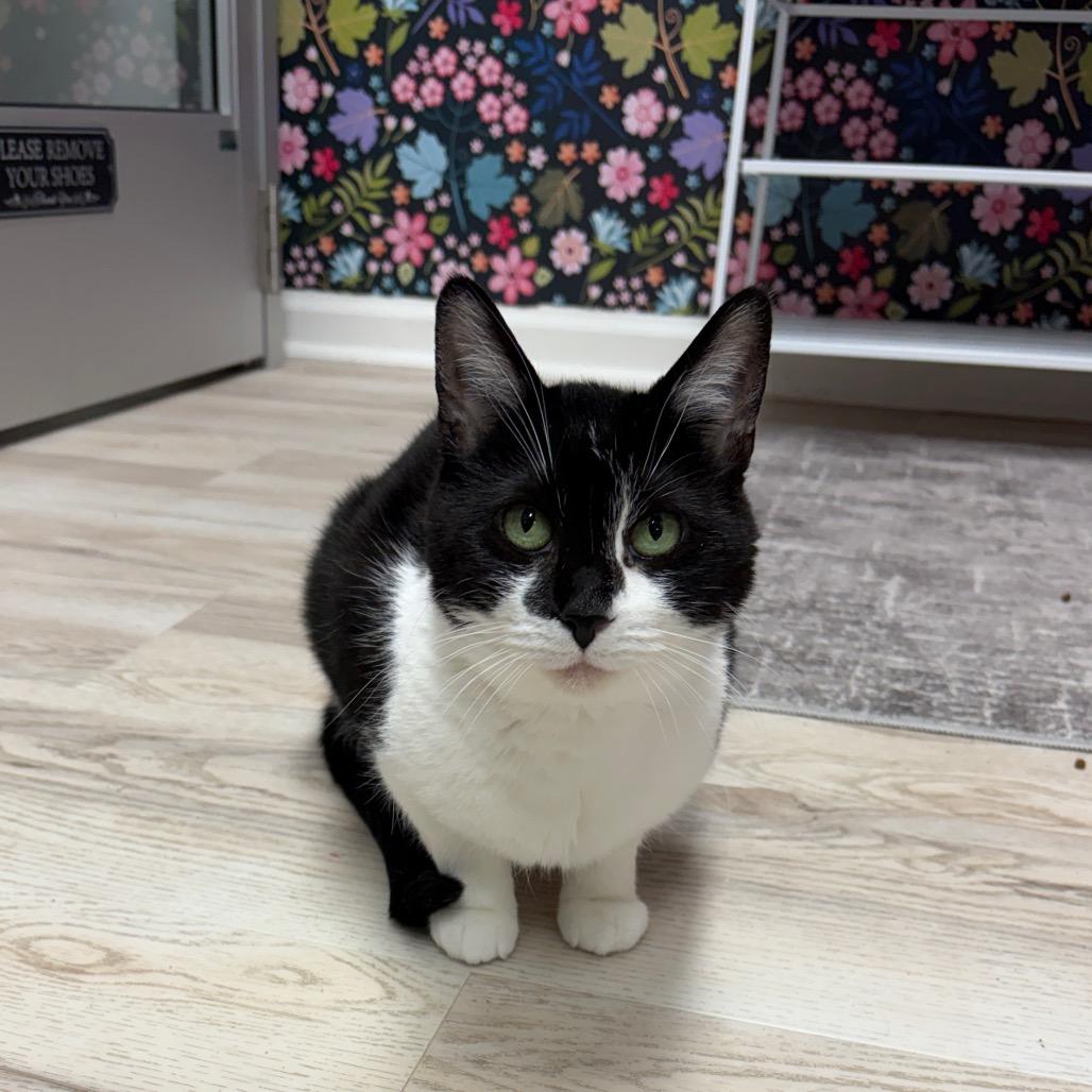 Enlarge Socks, a Adoptable Domestic Short Hair in Granville, OH image 2/2