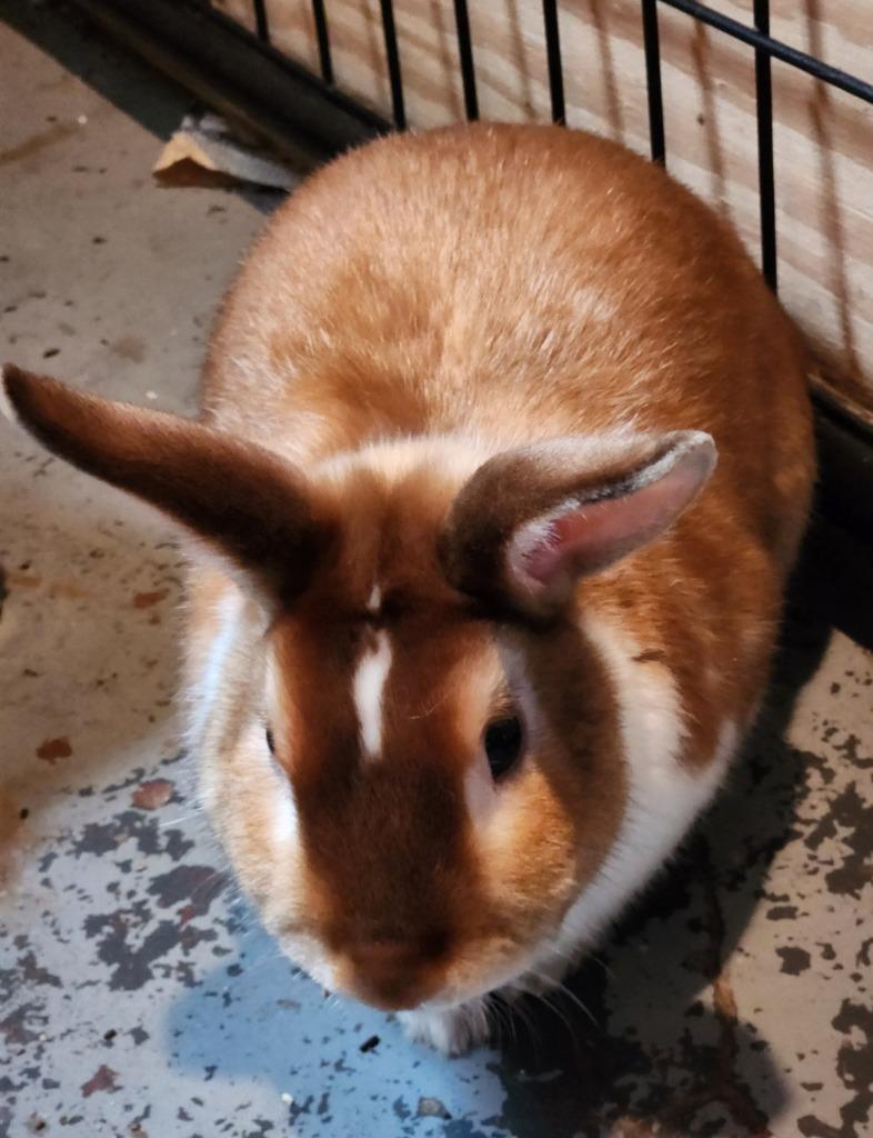 Butters, a Adoptable mixed breed in Libertyville, IL image 1/5