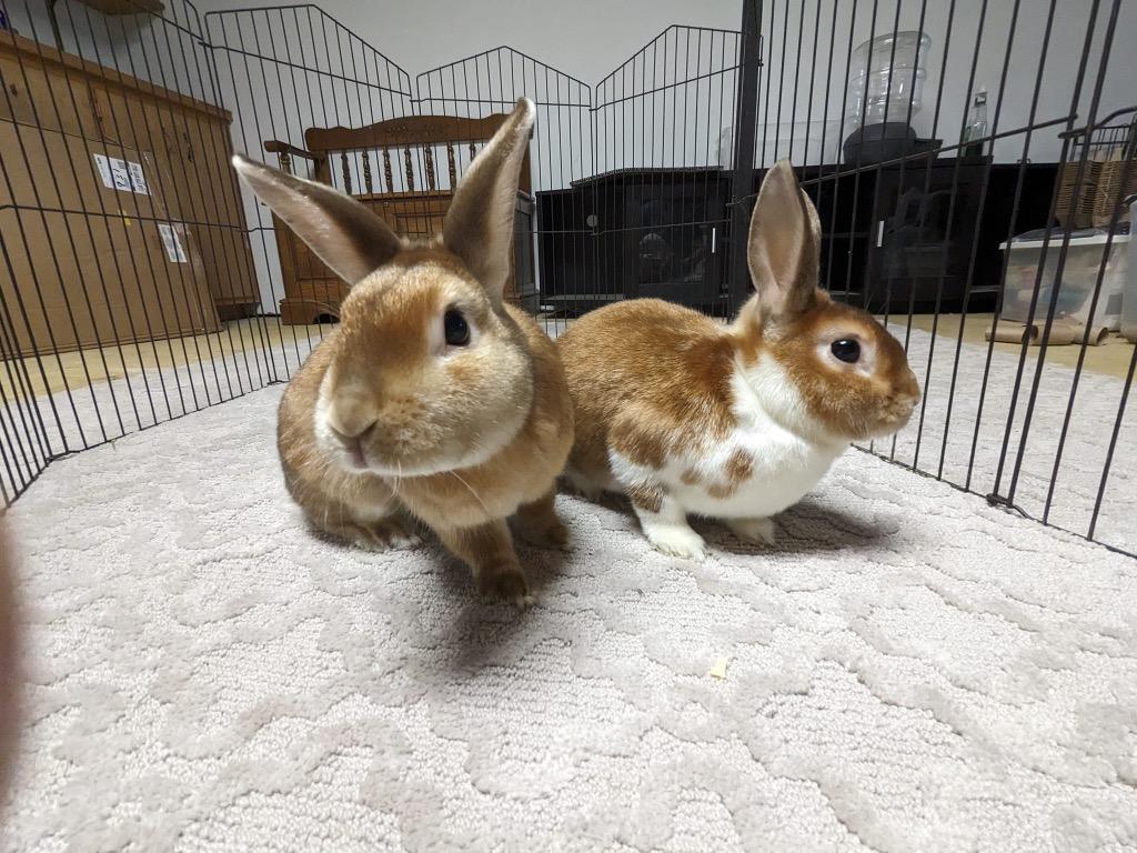 Butters, a Adoptable mixed breed in Libertyville, IL image 3/5