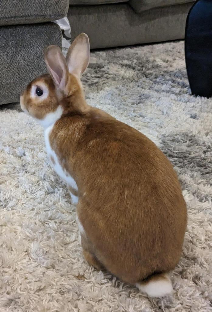 Enlarge Butters, a Adoptable mixed breed in Libertyville, IL image 4/5