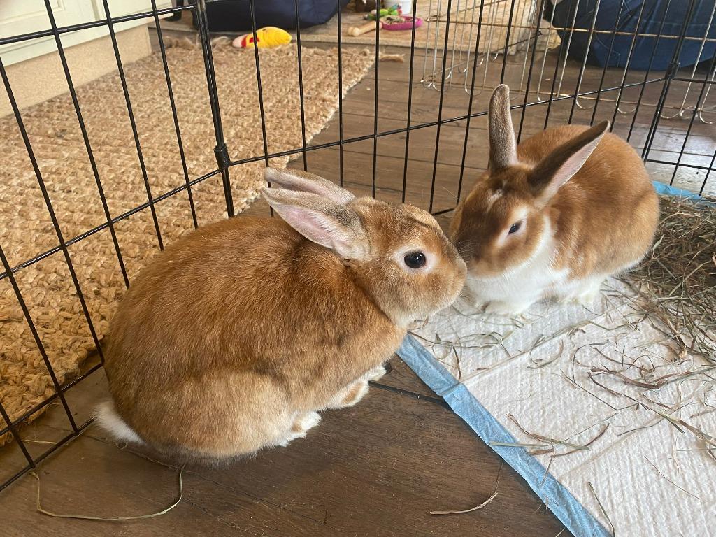 Enlarge Butters, a Adoptable mixed breed in Libertyville, IL image 5/5