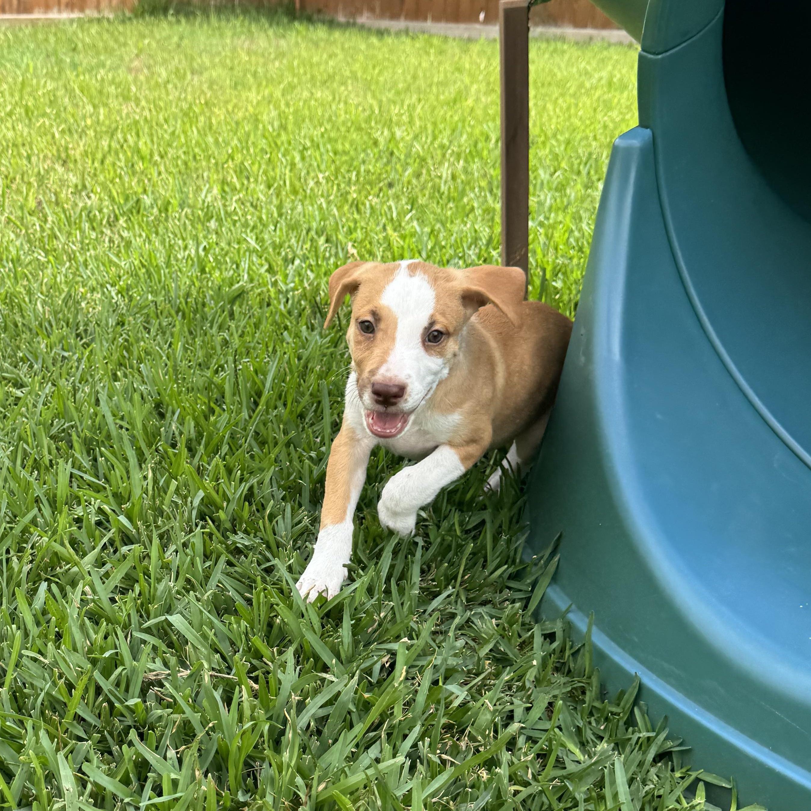 Benji