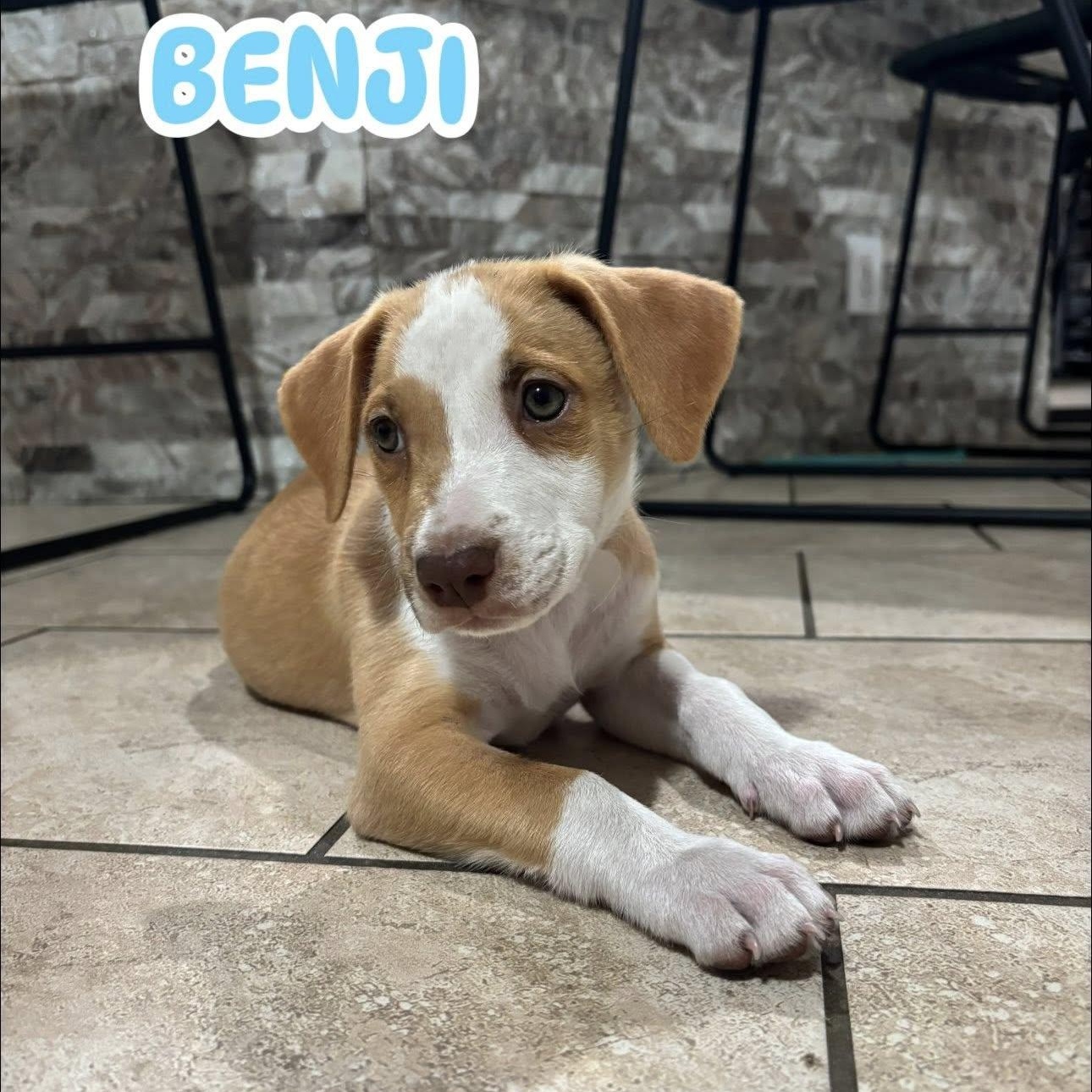 Benji