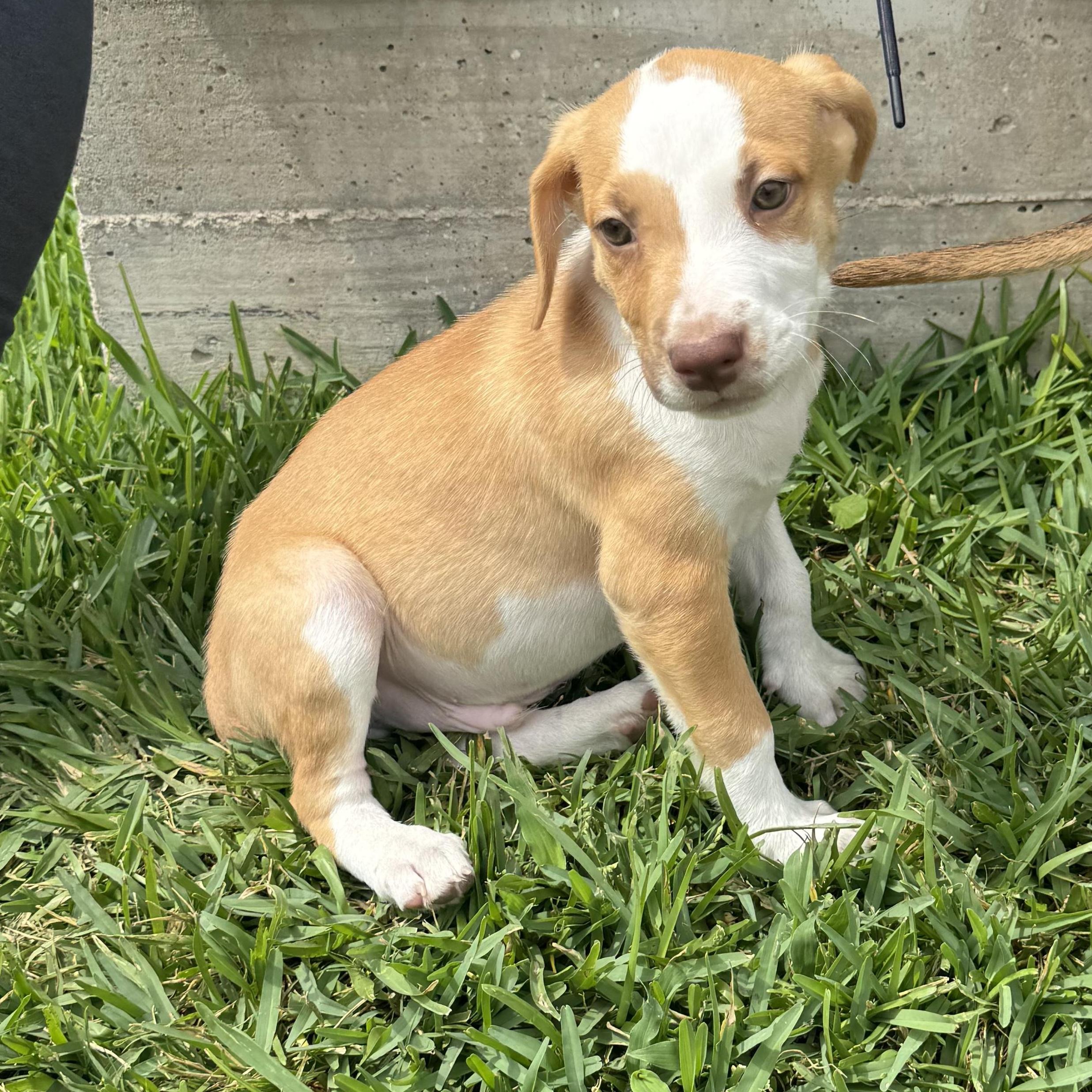 Benji