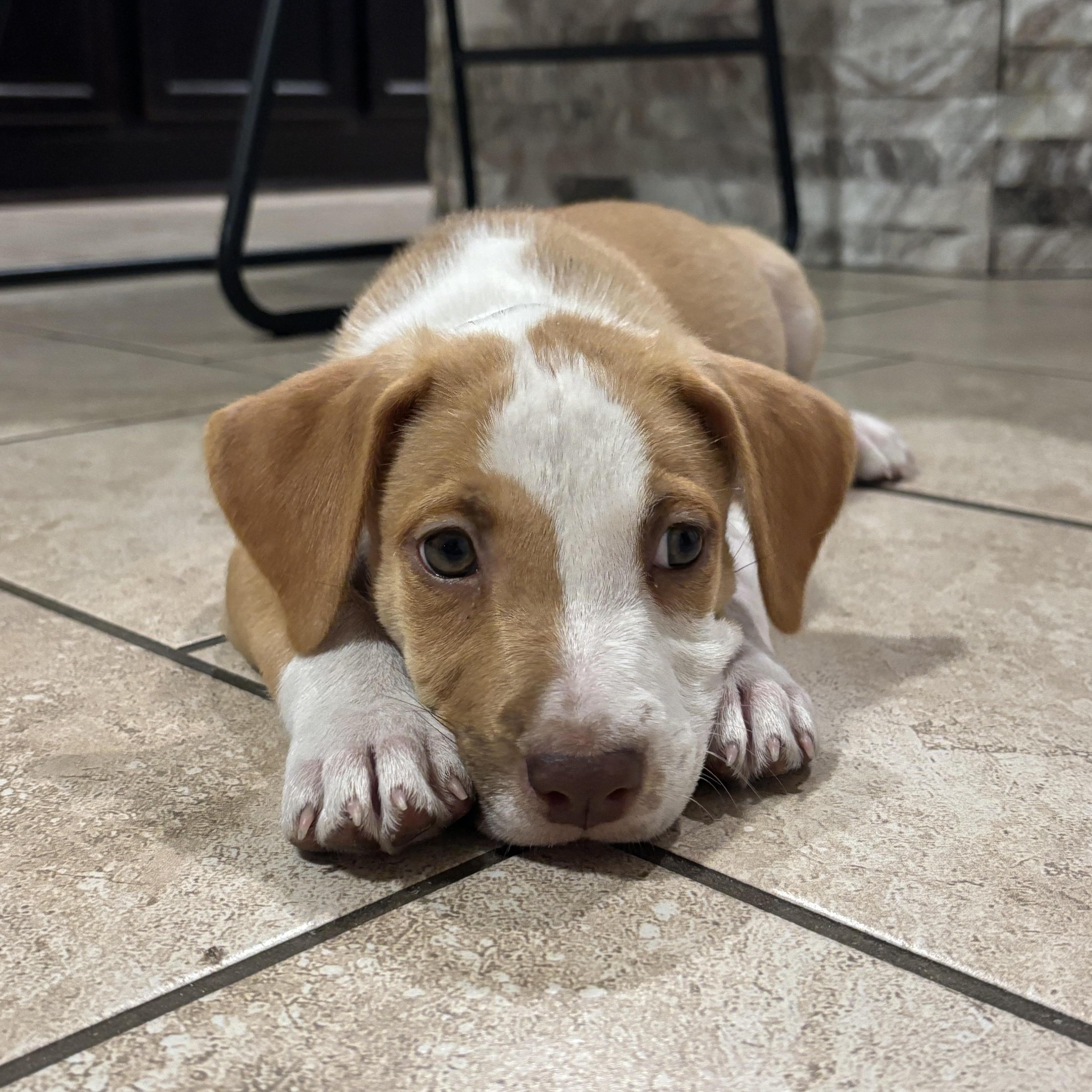 Benji