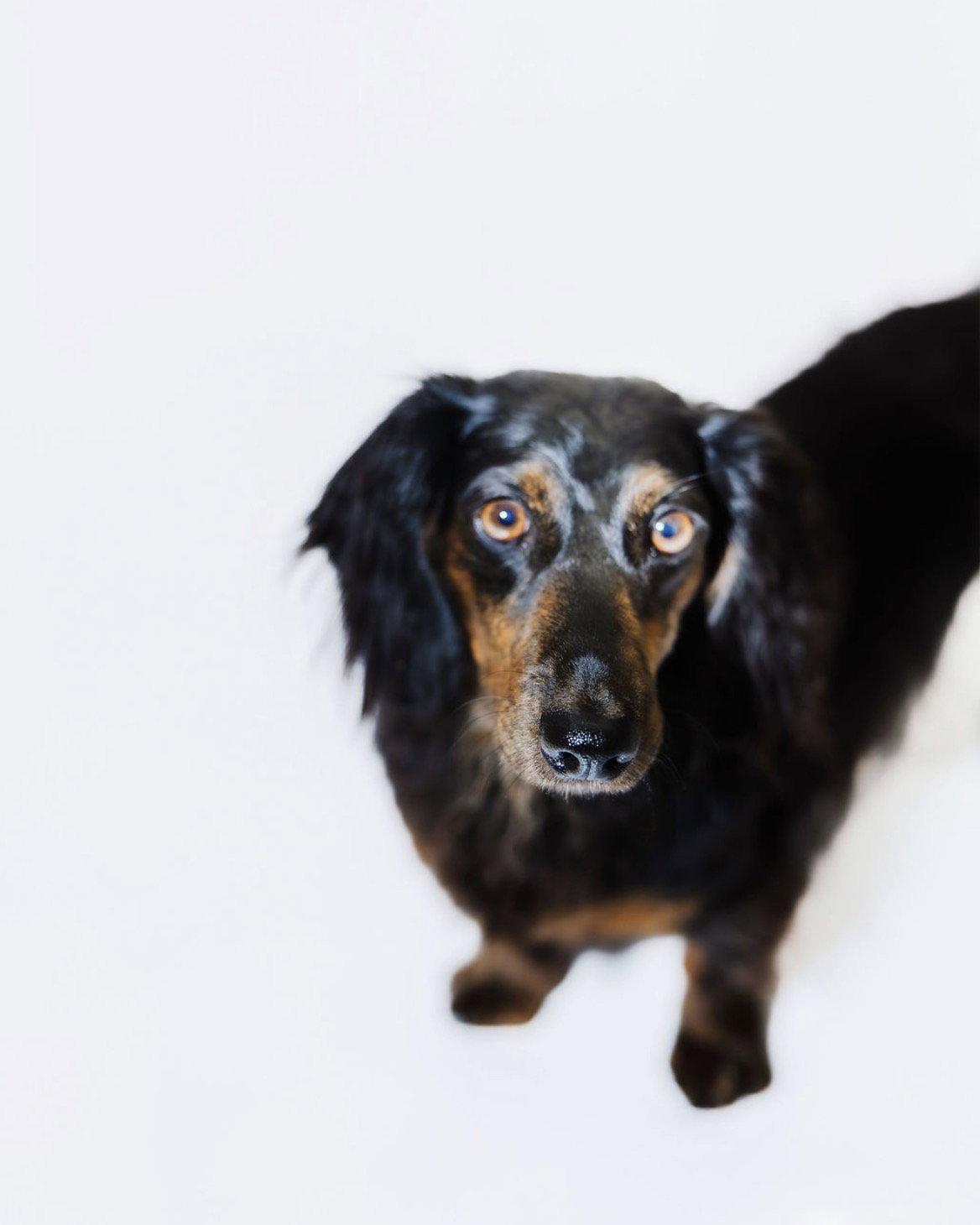 Bear, Adoptable, Adult Male Dachshund.