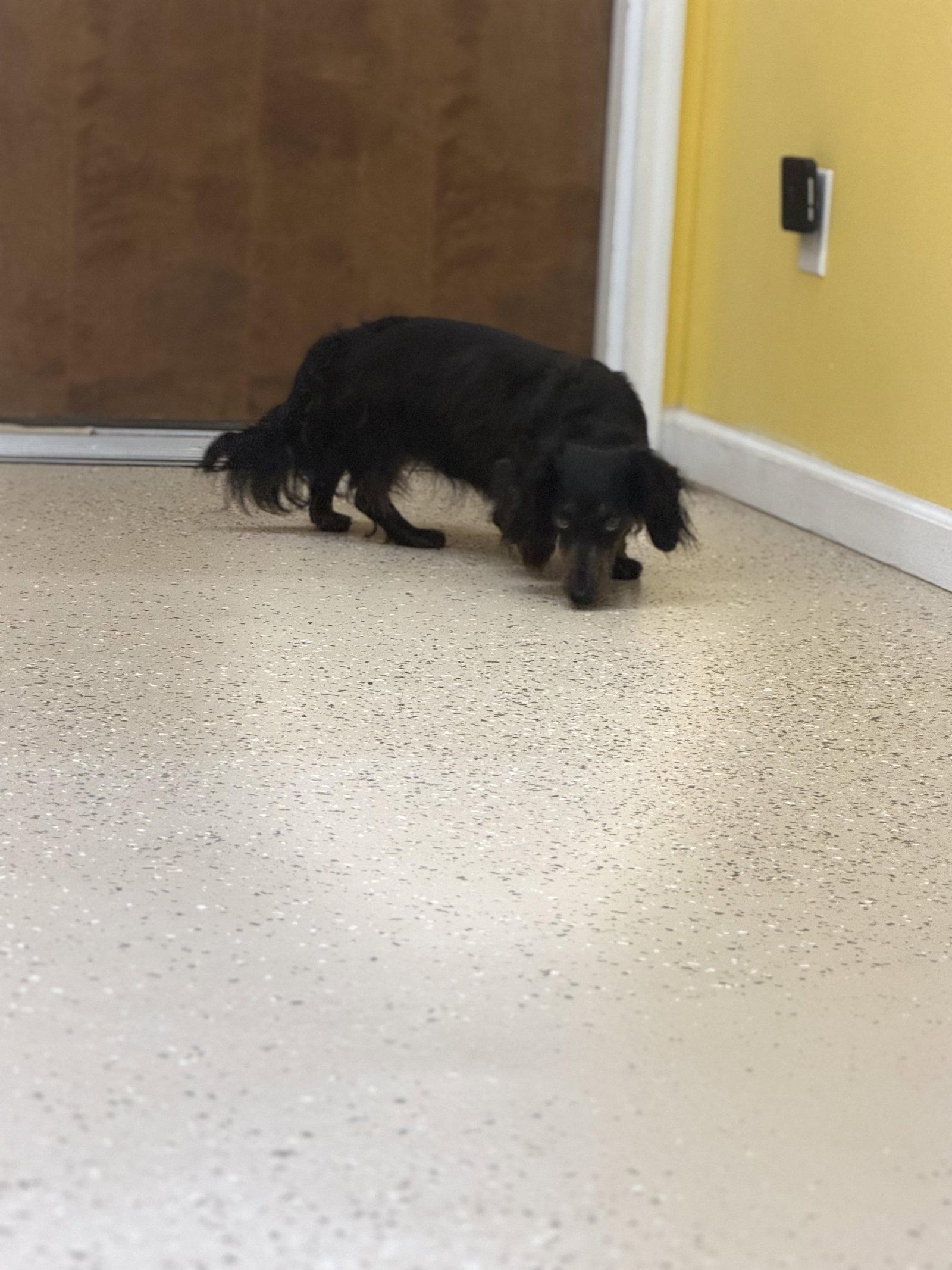 Enlarge Bear, a Adoptable Dachshund in York, SC image 2/3