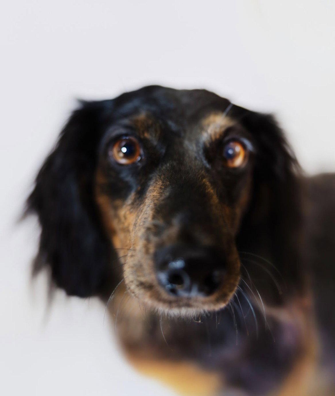 Enlarge Bear, a Adoptable Dachshund in York, SC image 3/3