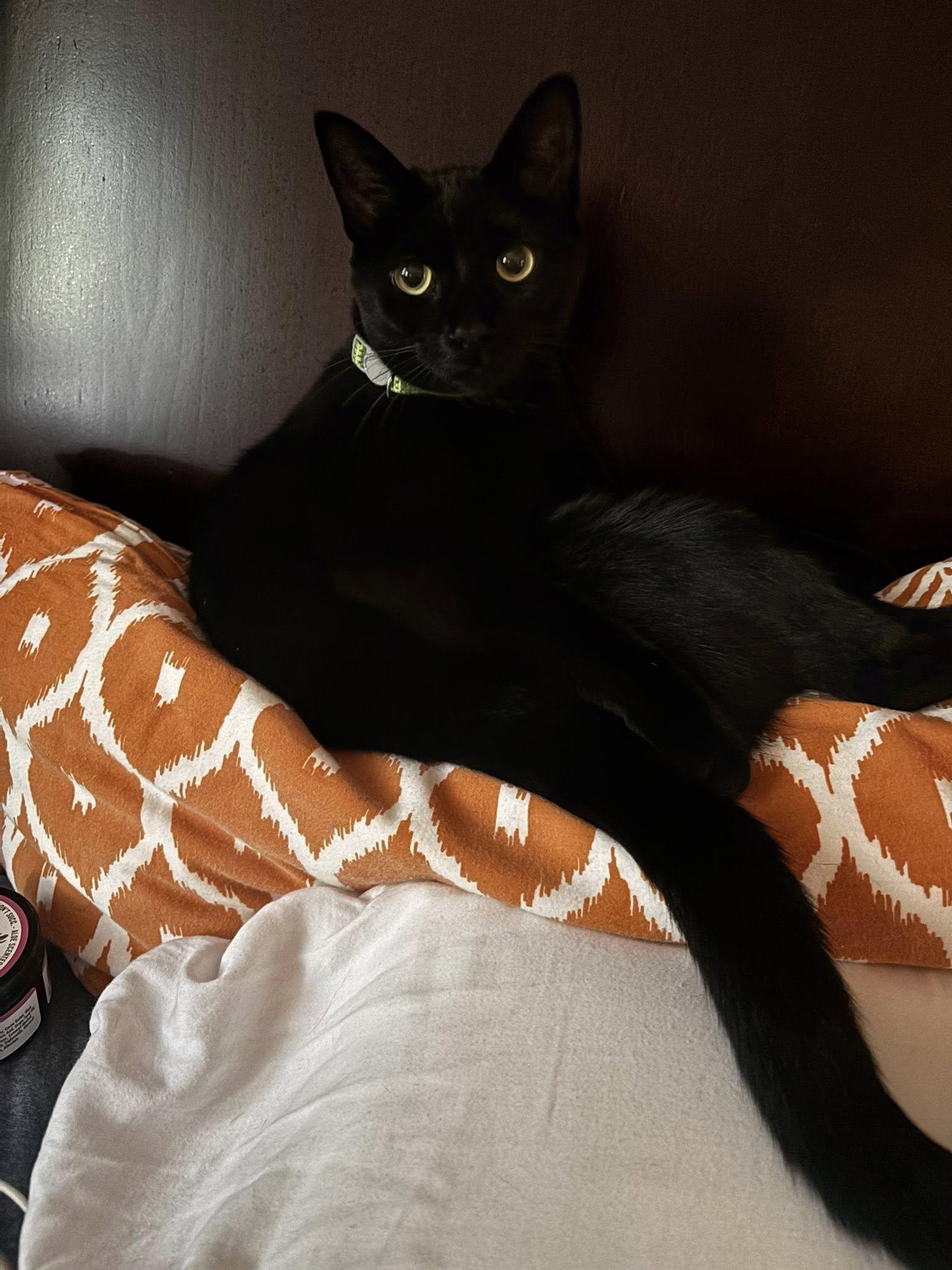 Forest, Adoptable, Young Female Domestic Short Hair.