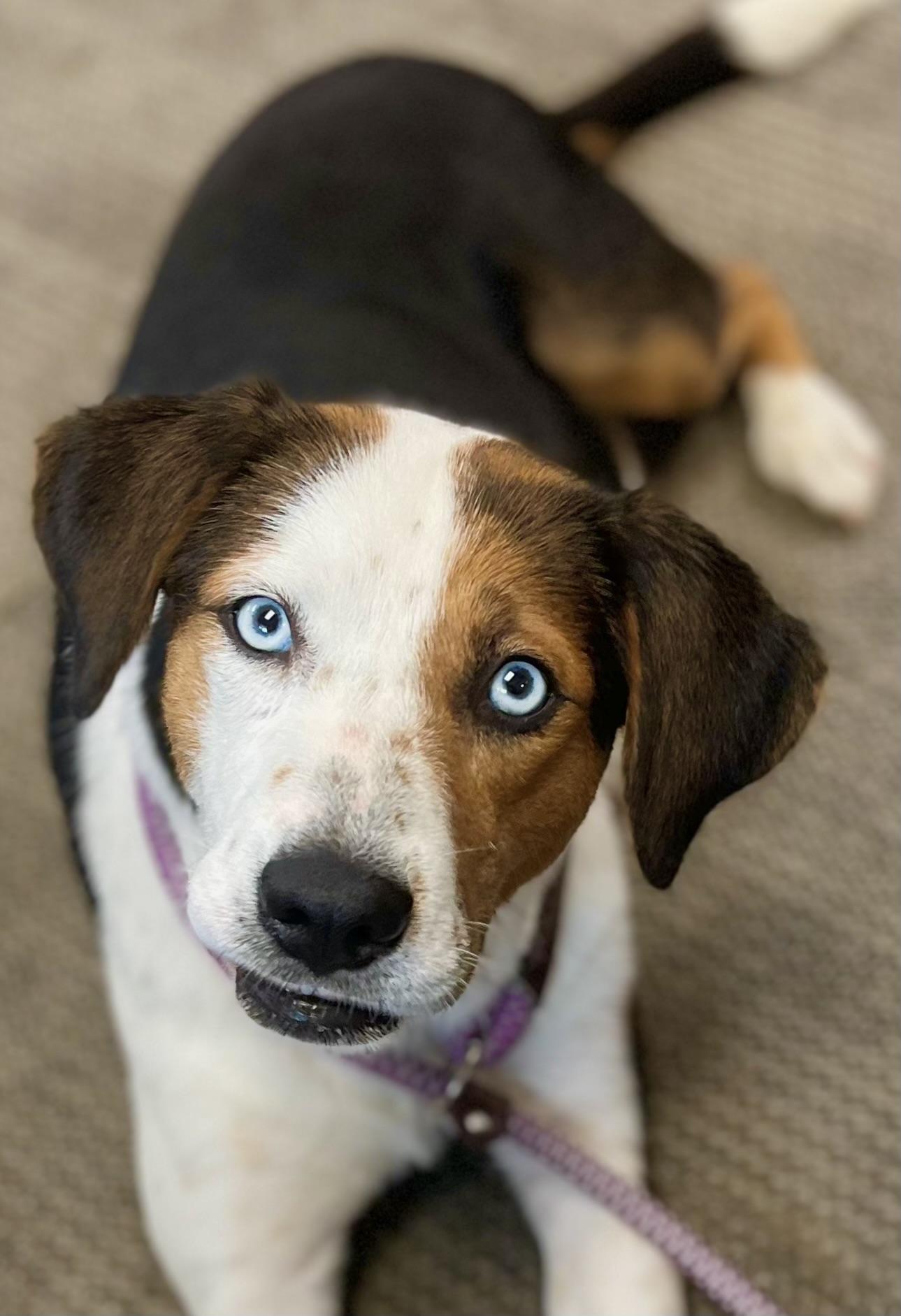 Enlarge Caramel, a ADOPTABLE mixed breed in Mt Pleasant, SC image 1/6